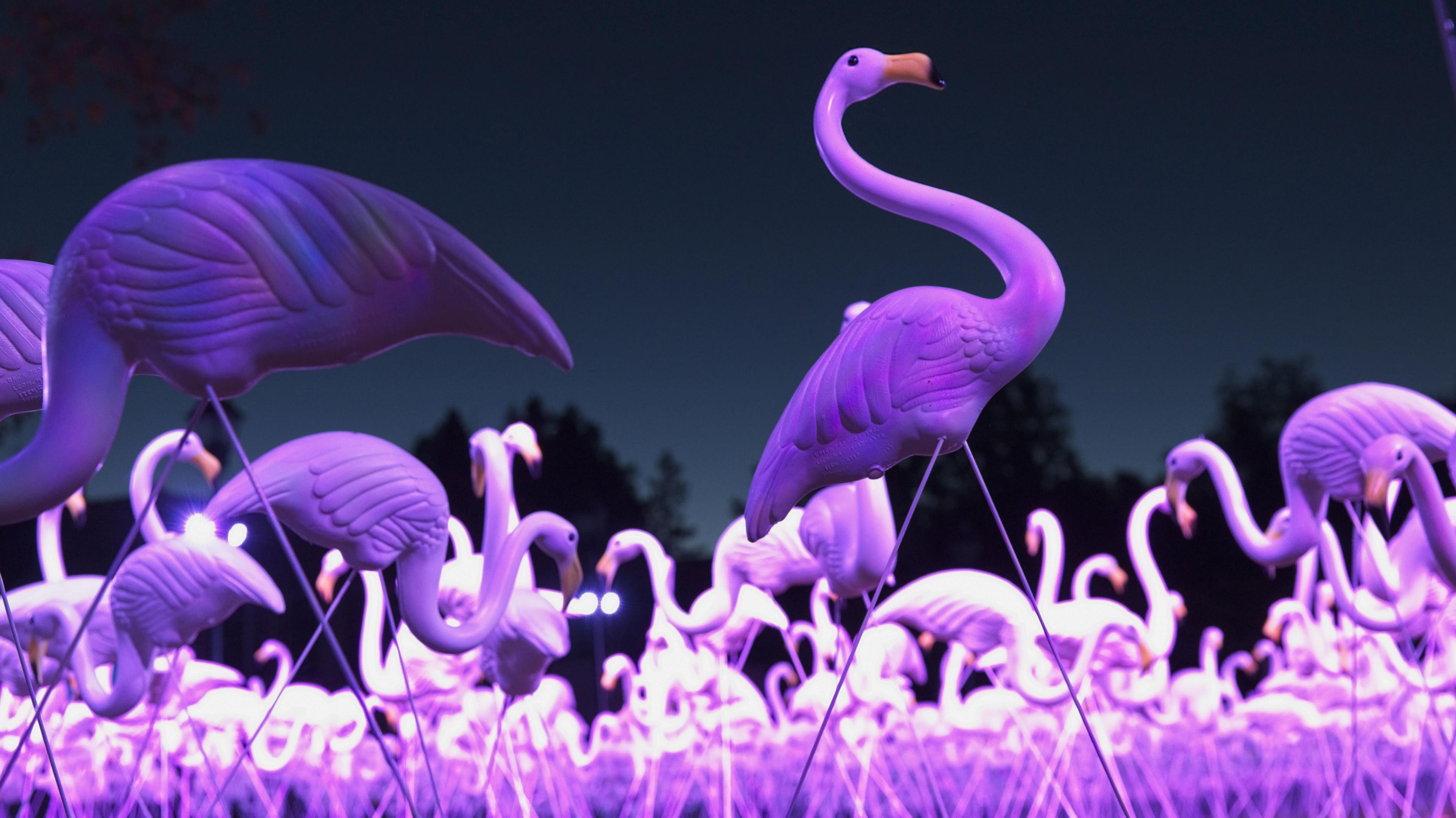 Bruce Munro's Ramandu's Table installation of a flock of white flamingos which are illuminated in purple lighting.