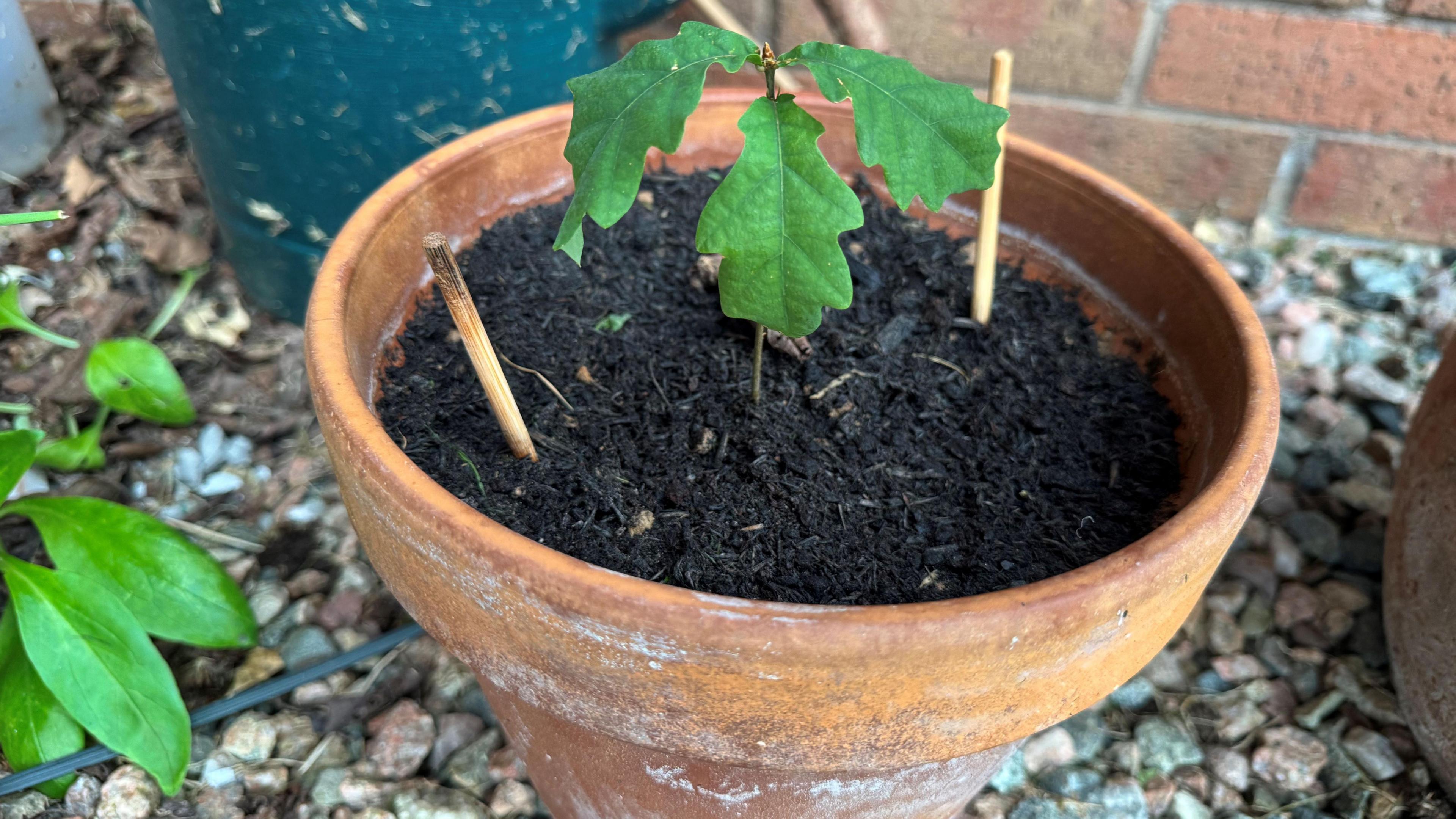 A seedling in a brown terracotta pot sits outside. There are stones and gravel on the ground it sits on.