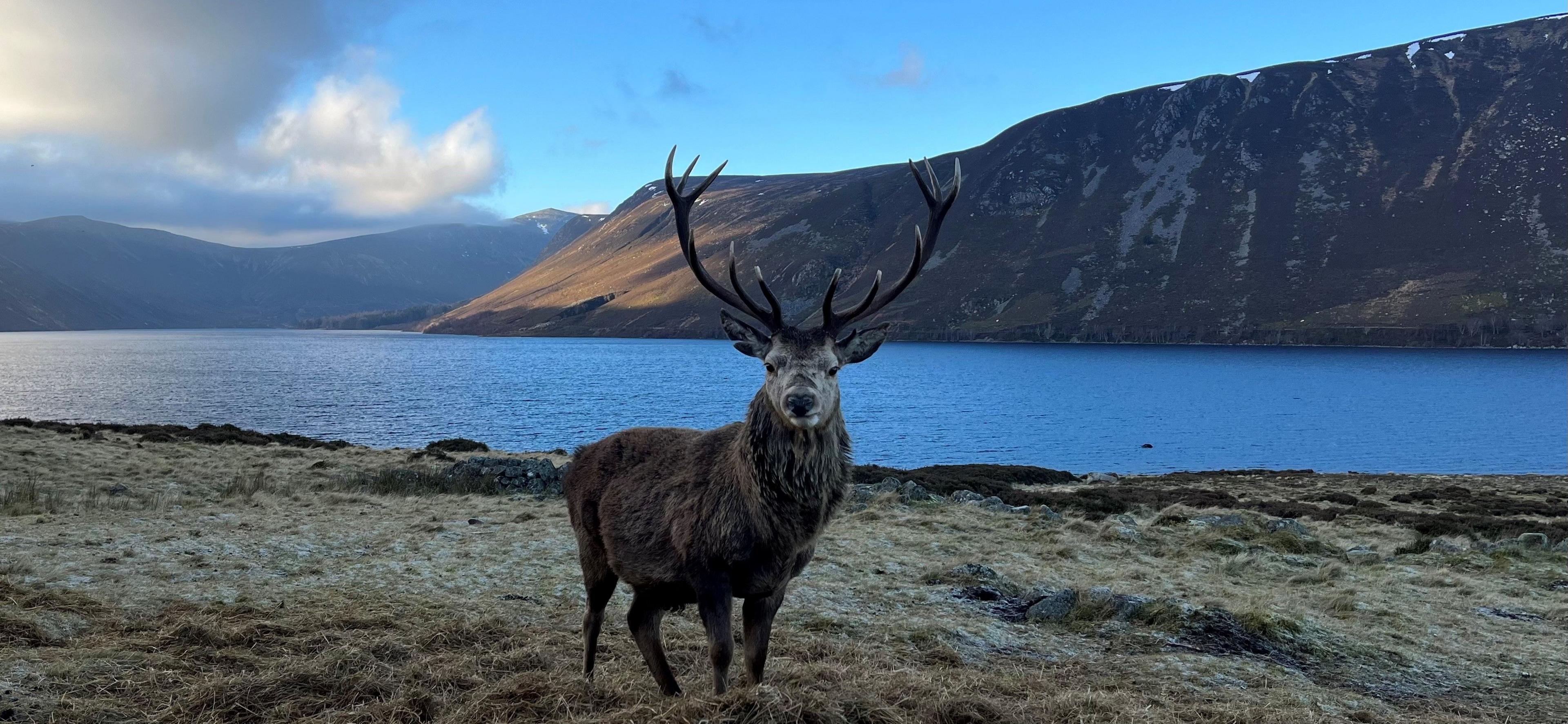 Large stag looking at the camera, standing on grass at the side of a loch with hills in the background and some stormy clouds in the sky