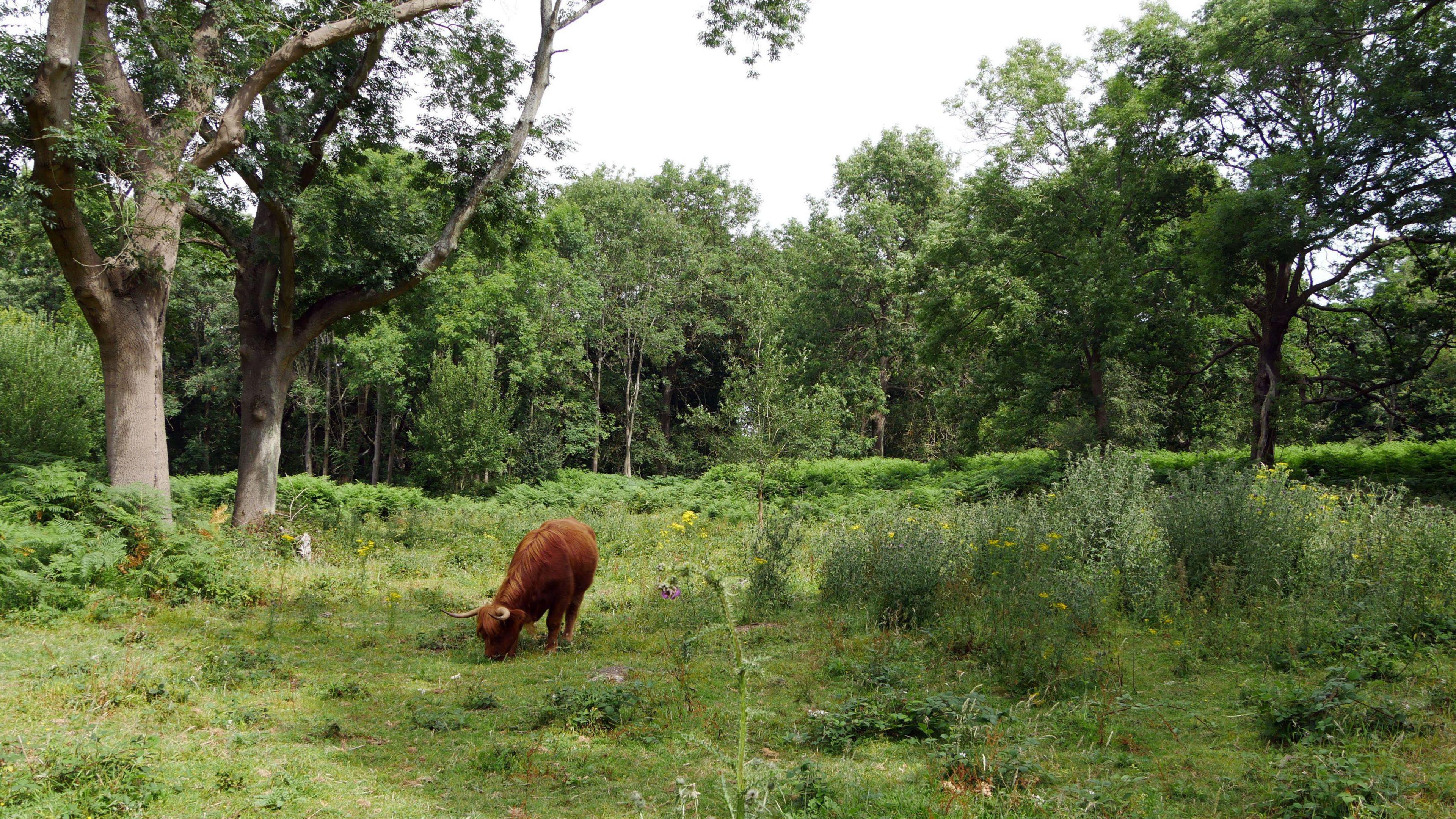 A Highland cow grazing at Cobham Woods in Kent.