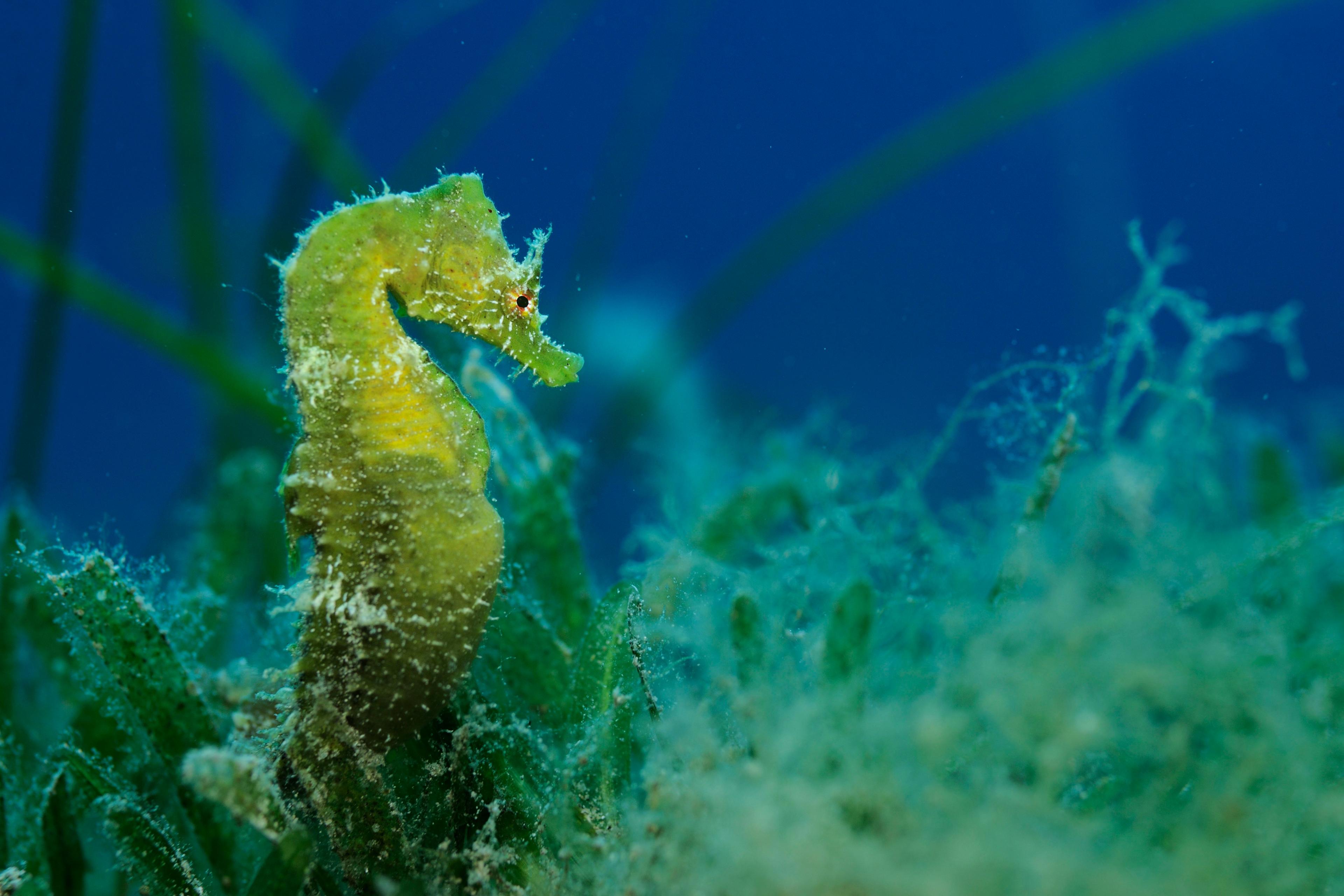 A green seahorse shown underwater in some seaweed.
