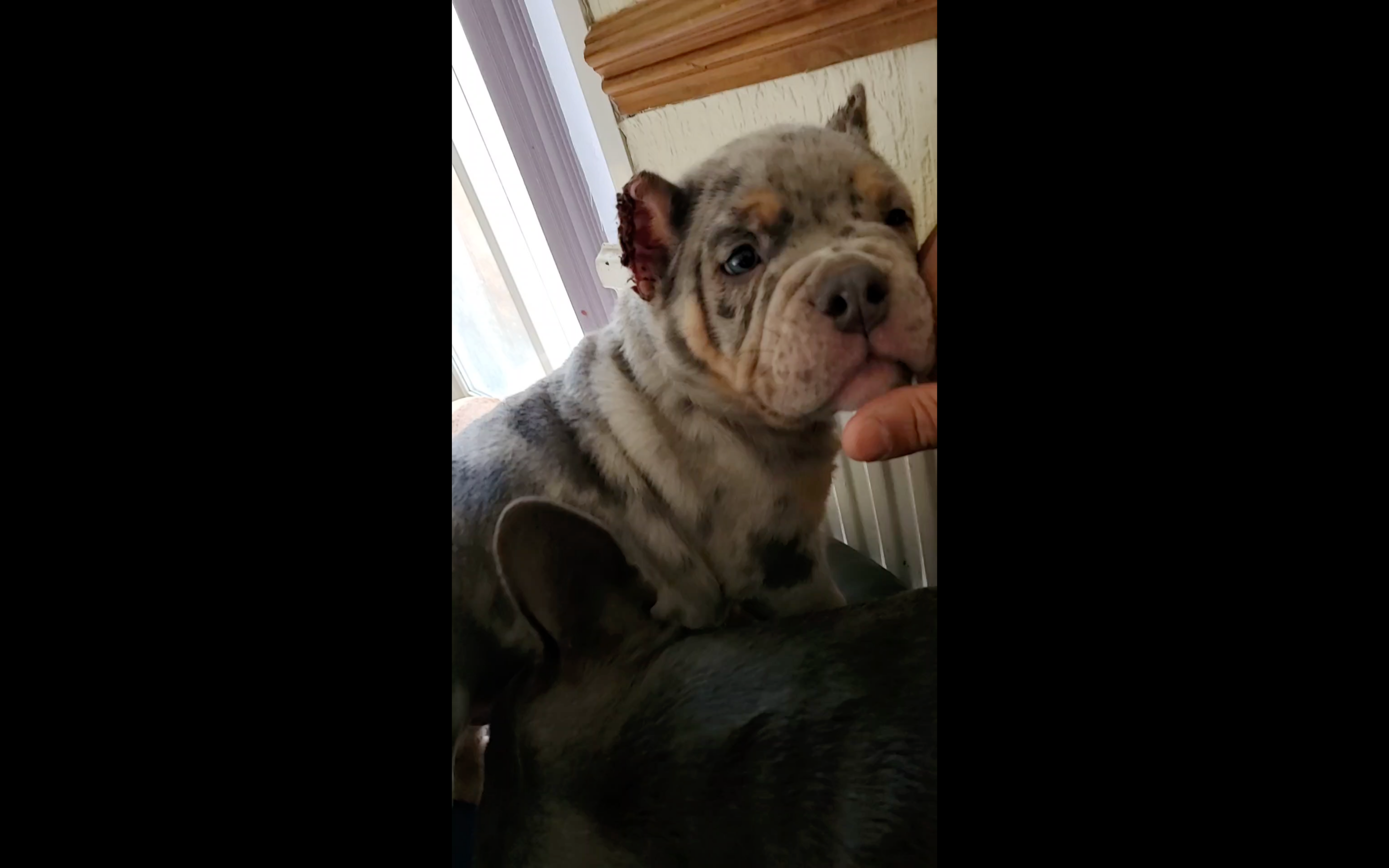 A photo of a young grey puppy facing the camera with another dog lying at its feet. Its ears appear to be recently cropped.