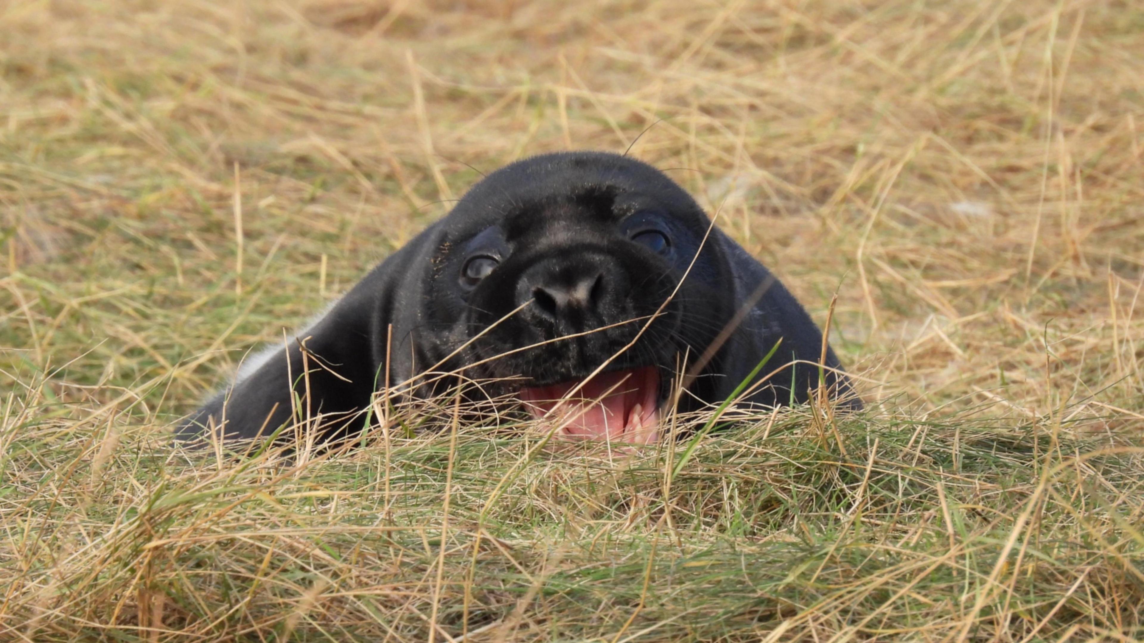 A black seal pup laying in grass and looking directly at the camera with its mouth open. It looks like it is smiling.