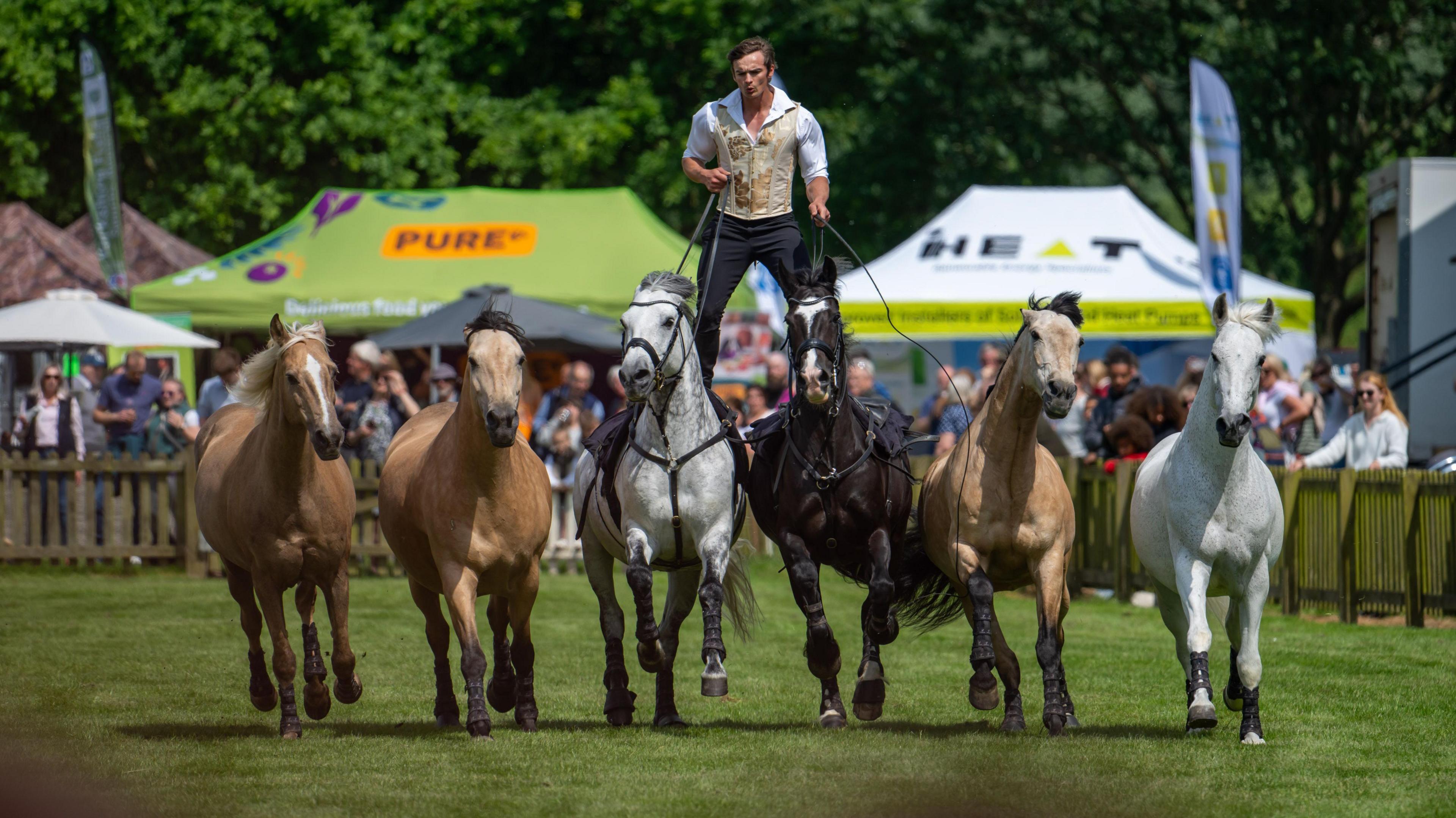 six horses are running in a line. three are light brown, one is white, one is gret and another is black. There is a man standing with his feet on the saddles of the grey and black horses as they run. he is in a white shirt and beige waistcoat with black trousers and is holding long reins