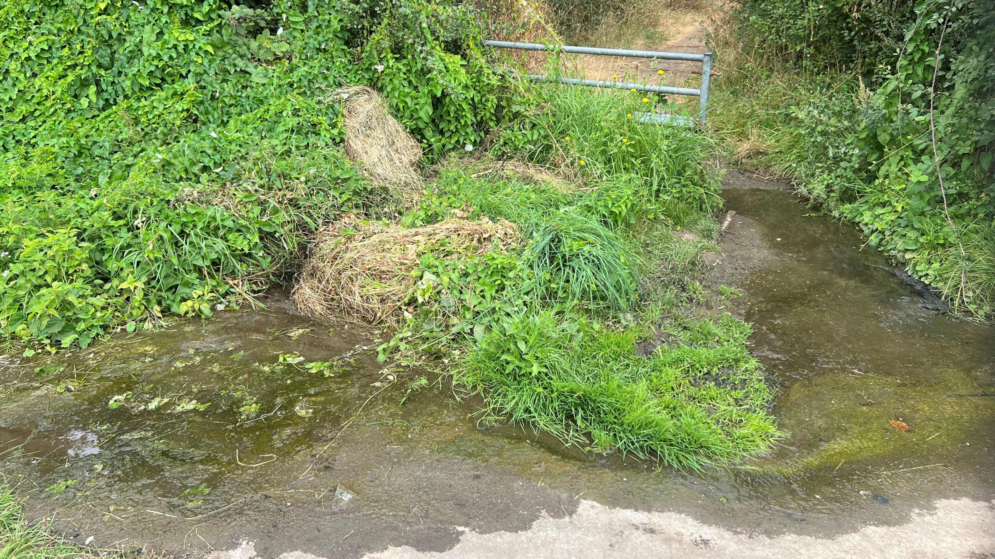 A footpath into a wooded area is covered over with water. In the distance, dry grass can be seen but, around the water running over the path, the grass and other plants are bright green. There is also algae on the path.