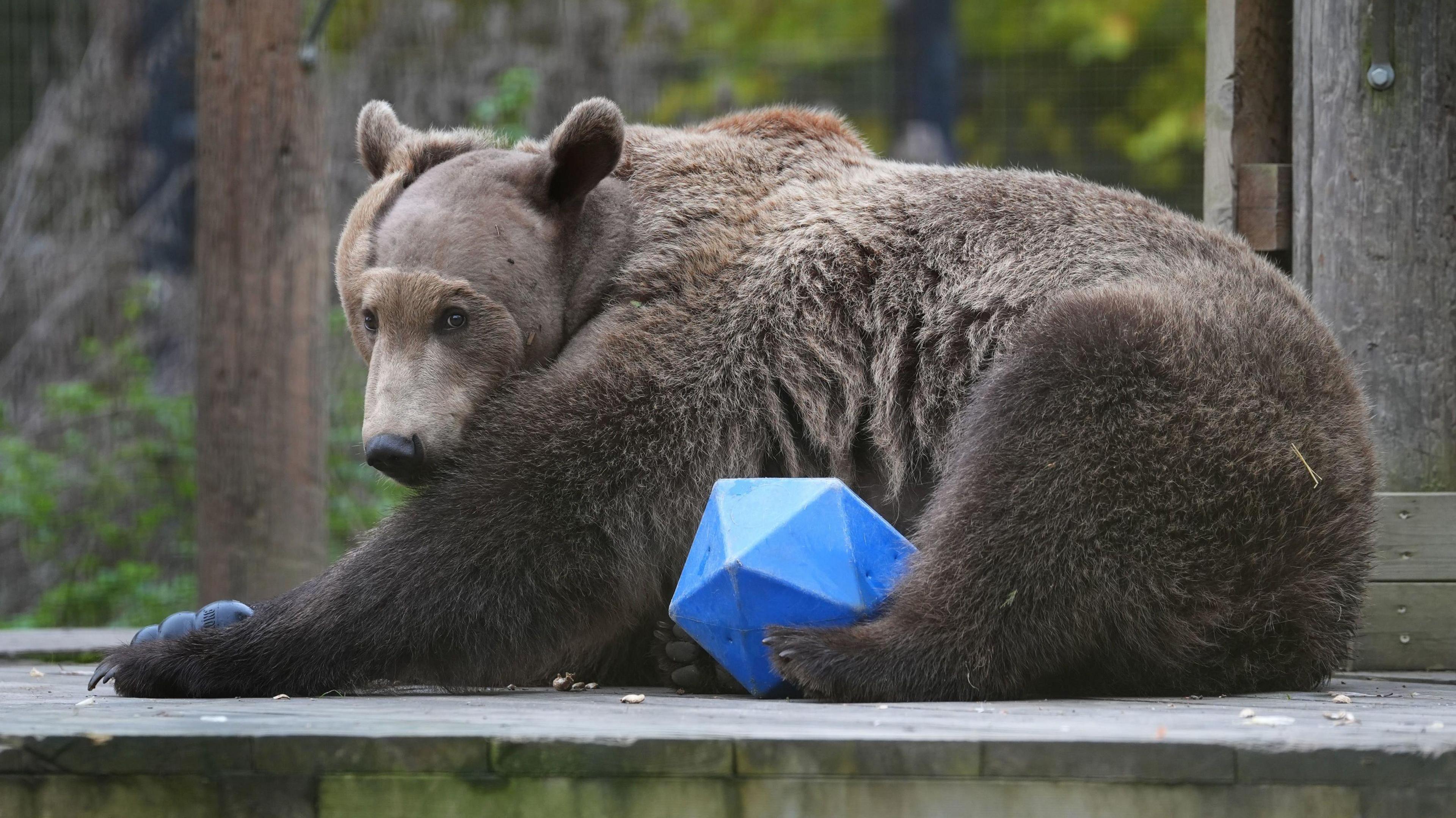 boki sat on a wooden platform with a brightly coloured toy block