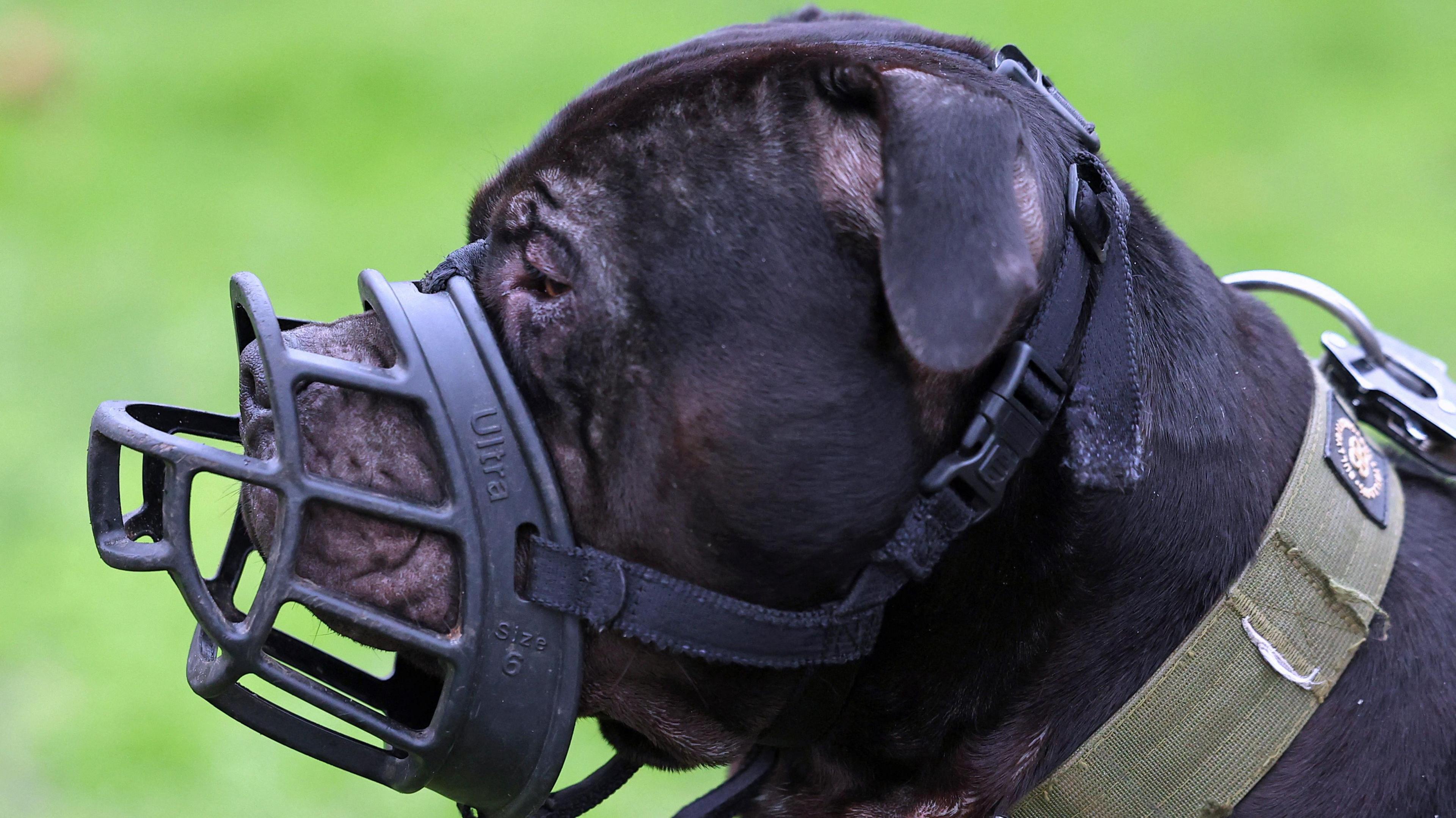 Black dog wearing a muzzle. The dog is side on. It has a green collar and short ears. It has a sad expression on its face.