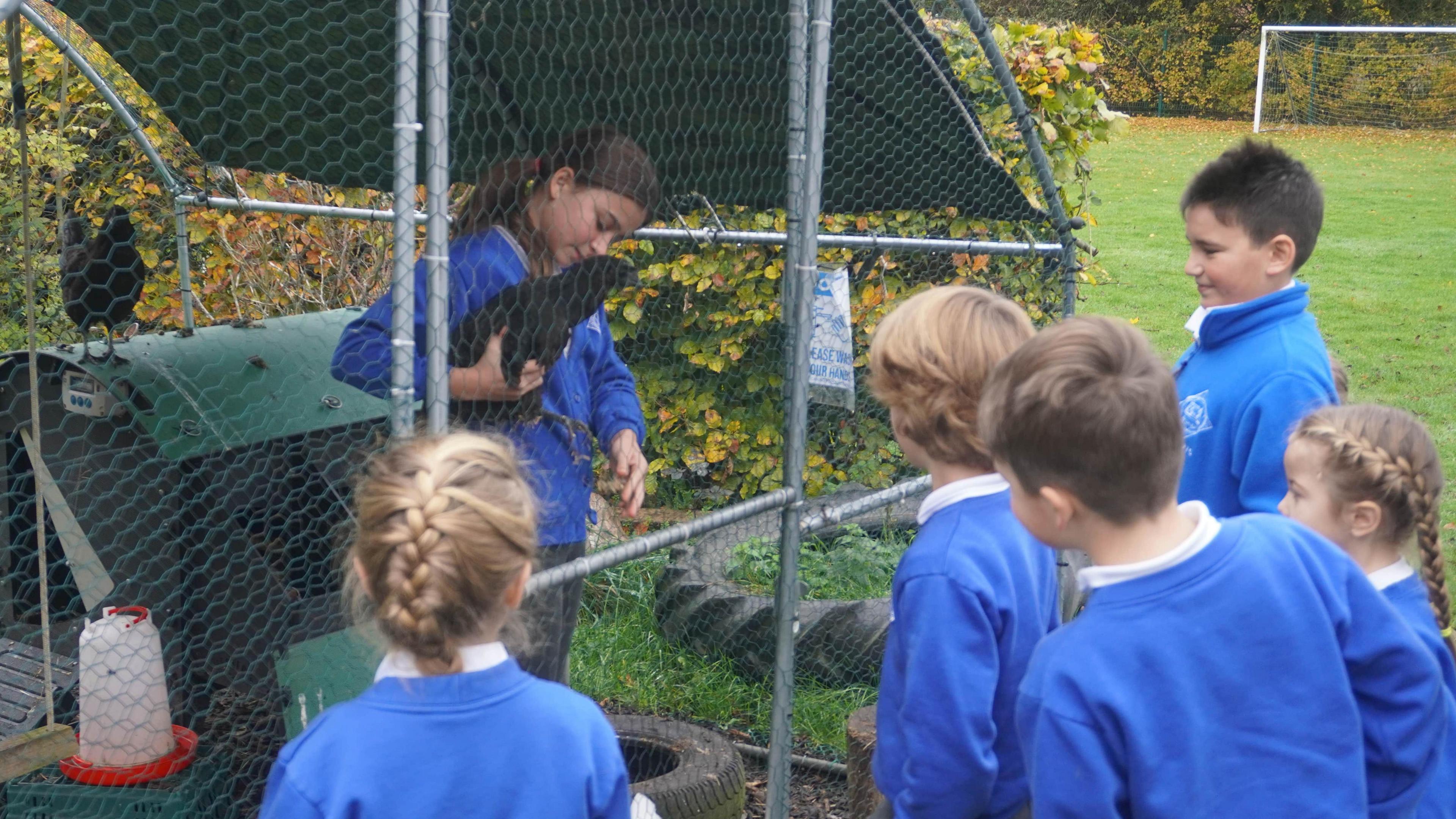 An older pupil stands in a chicken coop holding a hen in her arms. Other pupils can be seen standing outside the coop looking in. They are all in blue school jumpers and white shirts. 