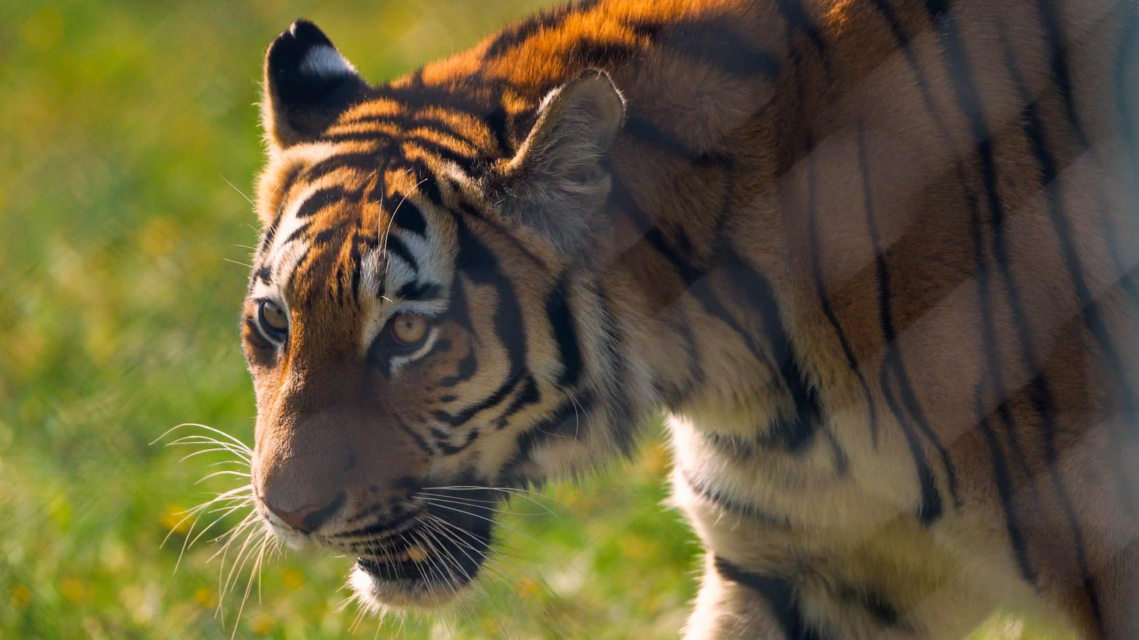 A tiger, showing its, head, with its mouth open, and part of its body. Grass is behind her. 