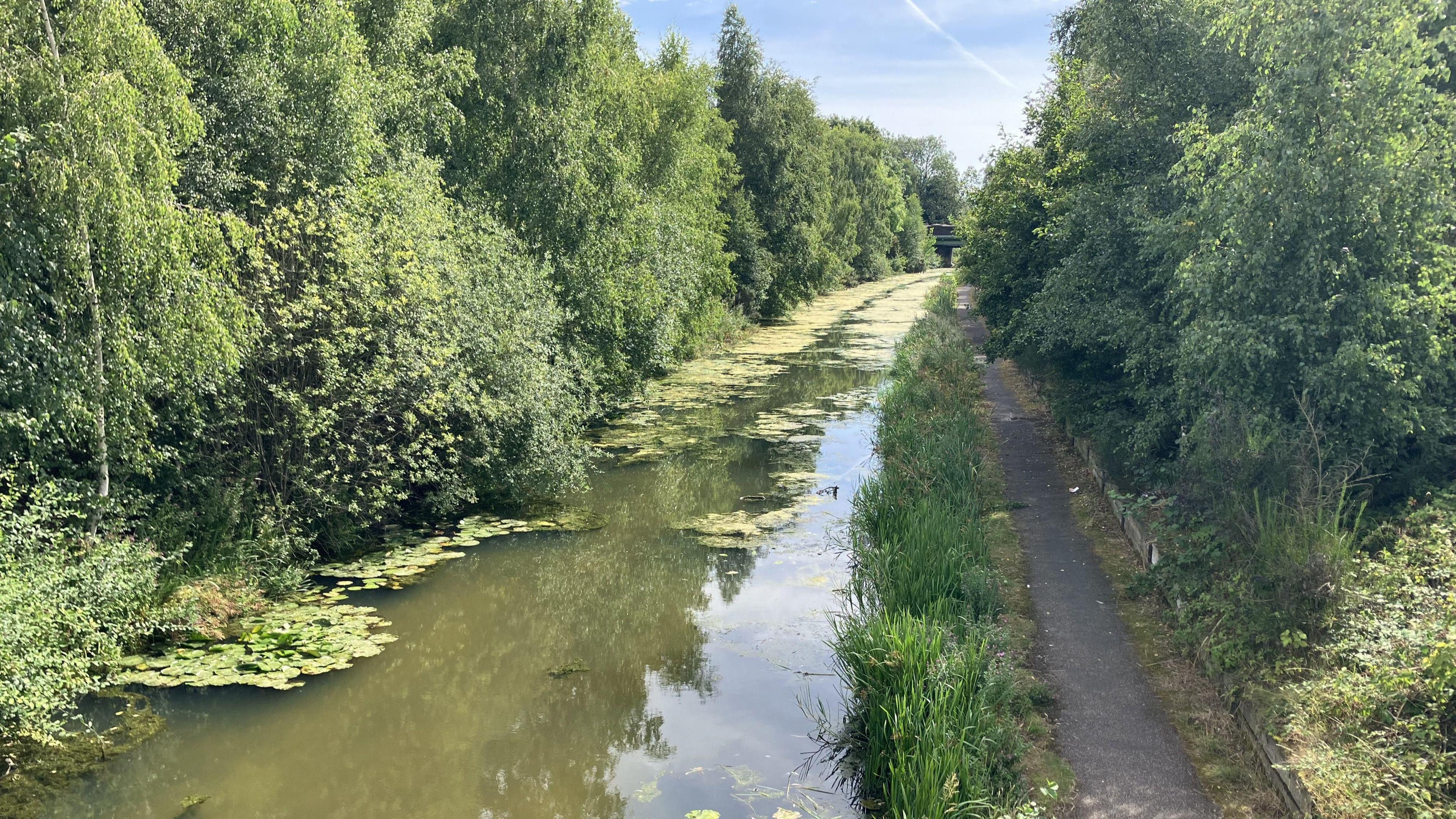 A canal with reeds and water plants. There is a concrete towpath on the right and trees on both sides.