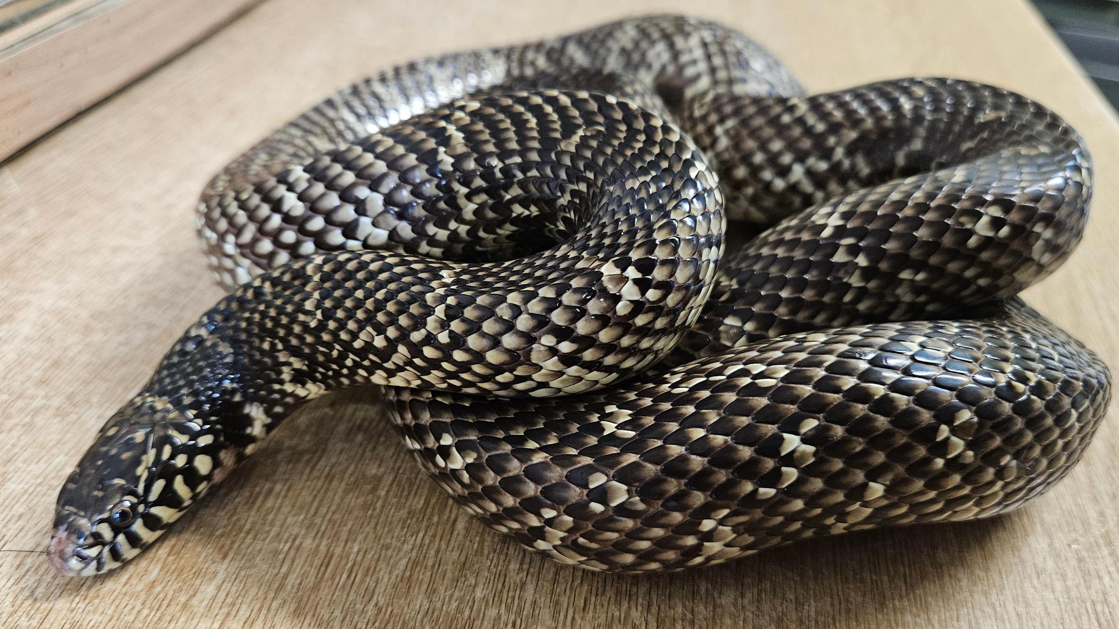 Micky, the snake, has curled himself up on a wooden table. His skin is diamond like, interconnected with diamond black and yellow shaded segments. He has a small head and round black eyes. 