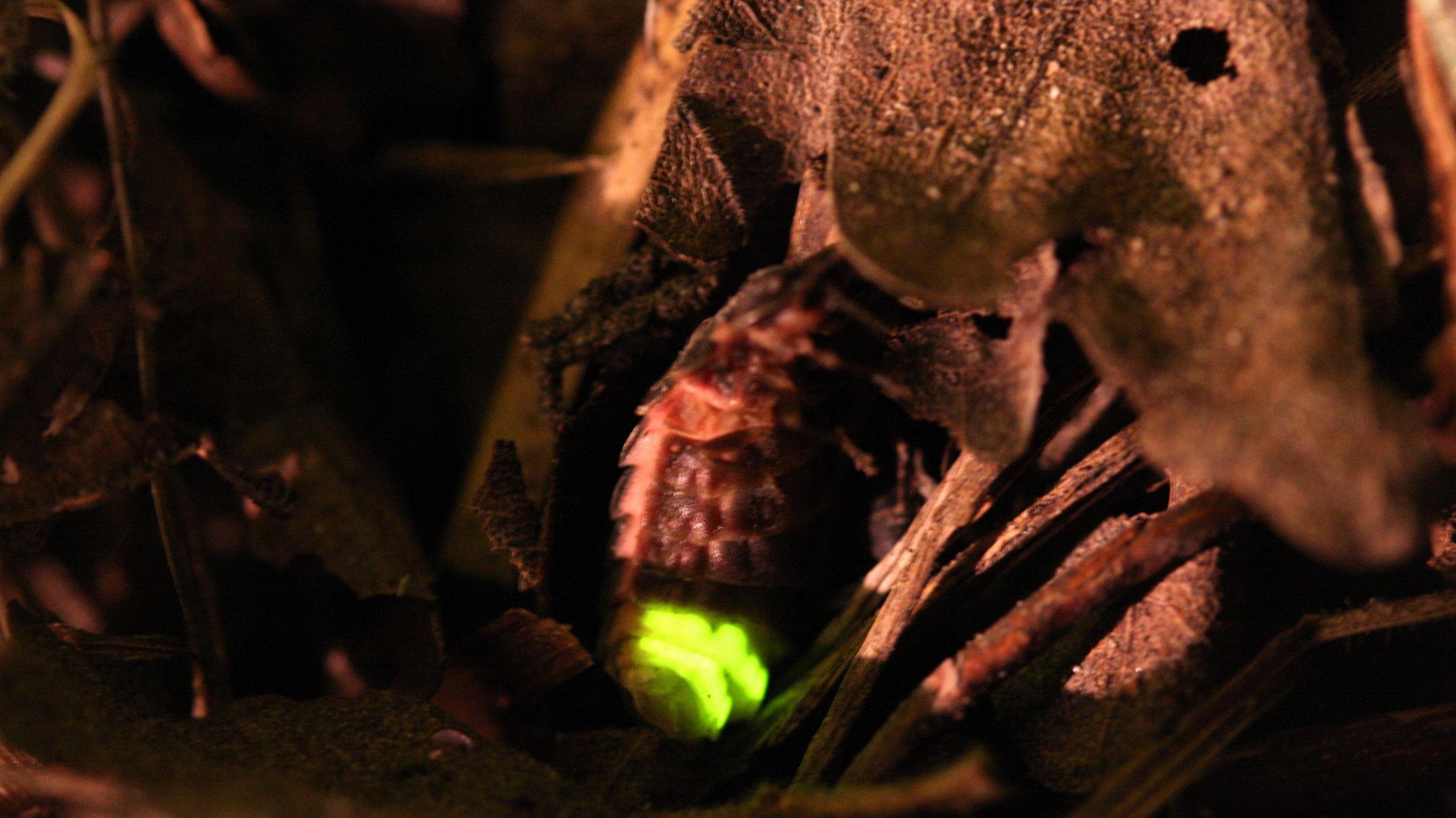 Glow-worm shining a yellow-green light amongst brown undergrowth.