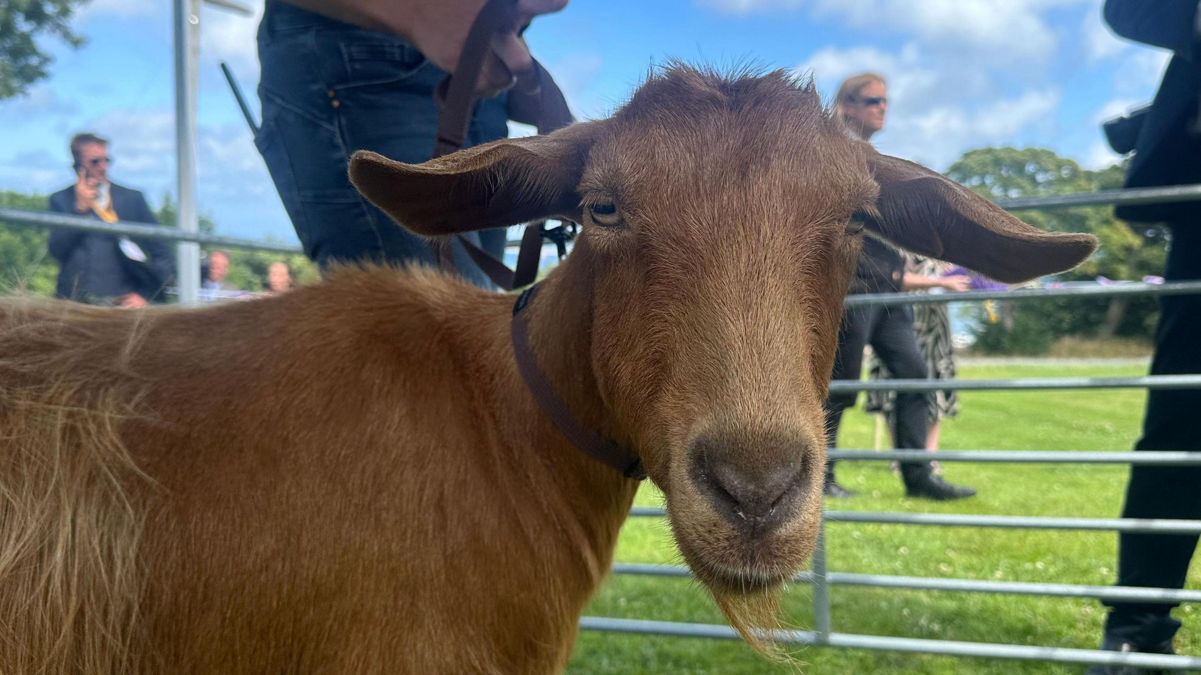 A Royal Golden Guernsey Goat looks at the camera while stood in a pen. A person is holding a leash which is connected to the goat's collar. Several people are walking around on the outside of the pen. The goat has a gold-coloured beard and long stands of golden fleece on part of its back.