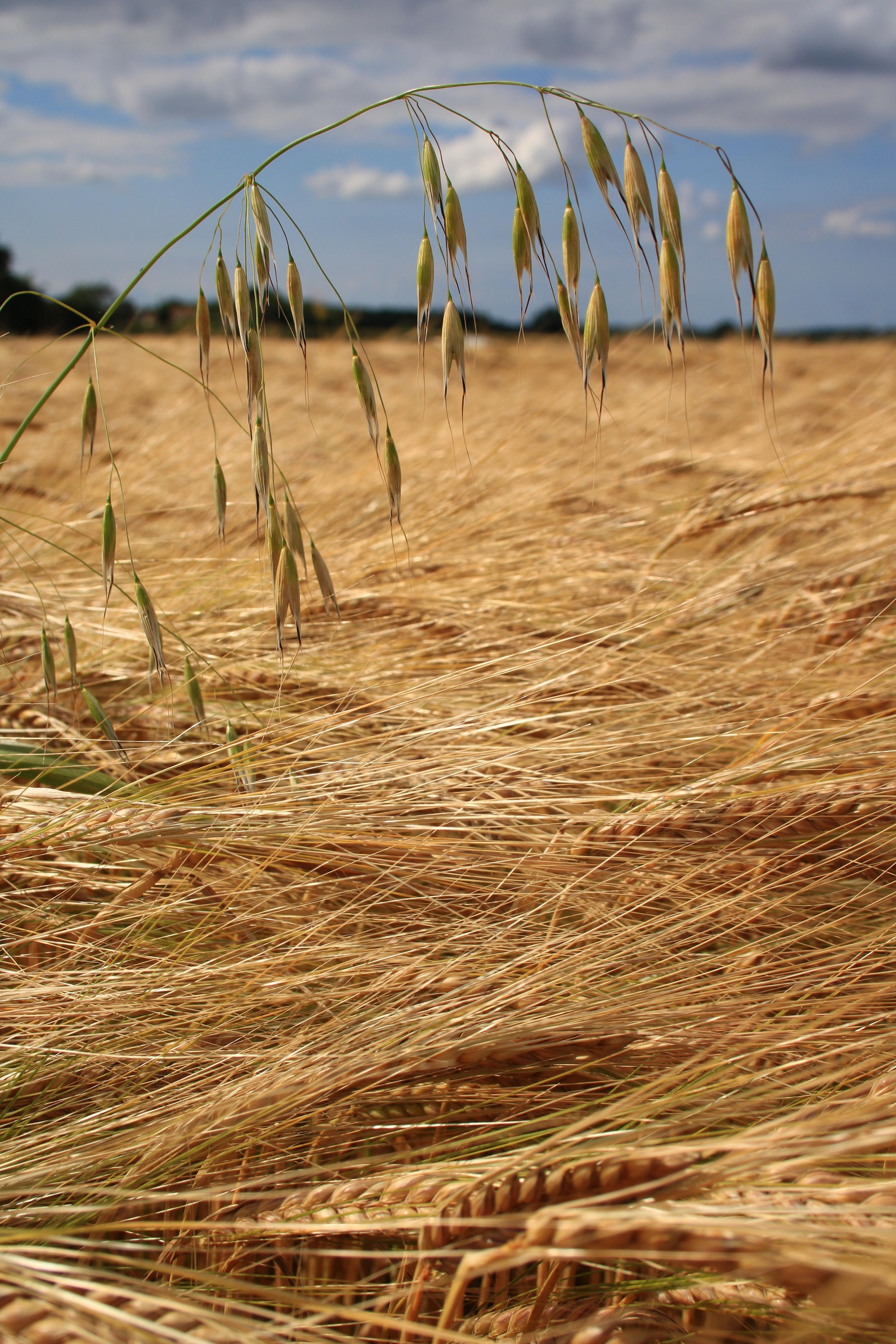 Crops growing in a field