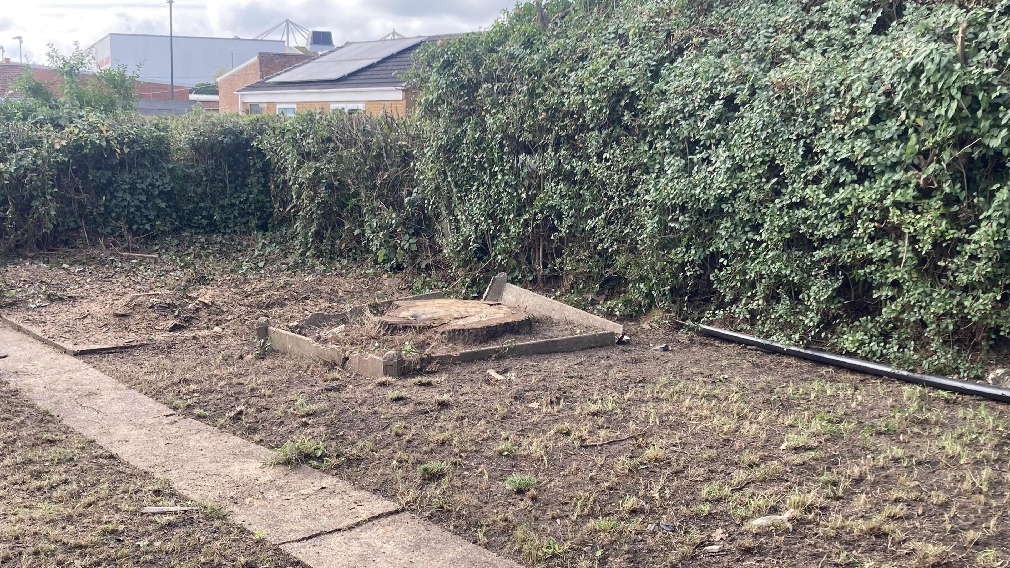 The stump of the fallen tree sits amongst the damaged garden following Saturday's storm.