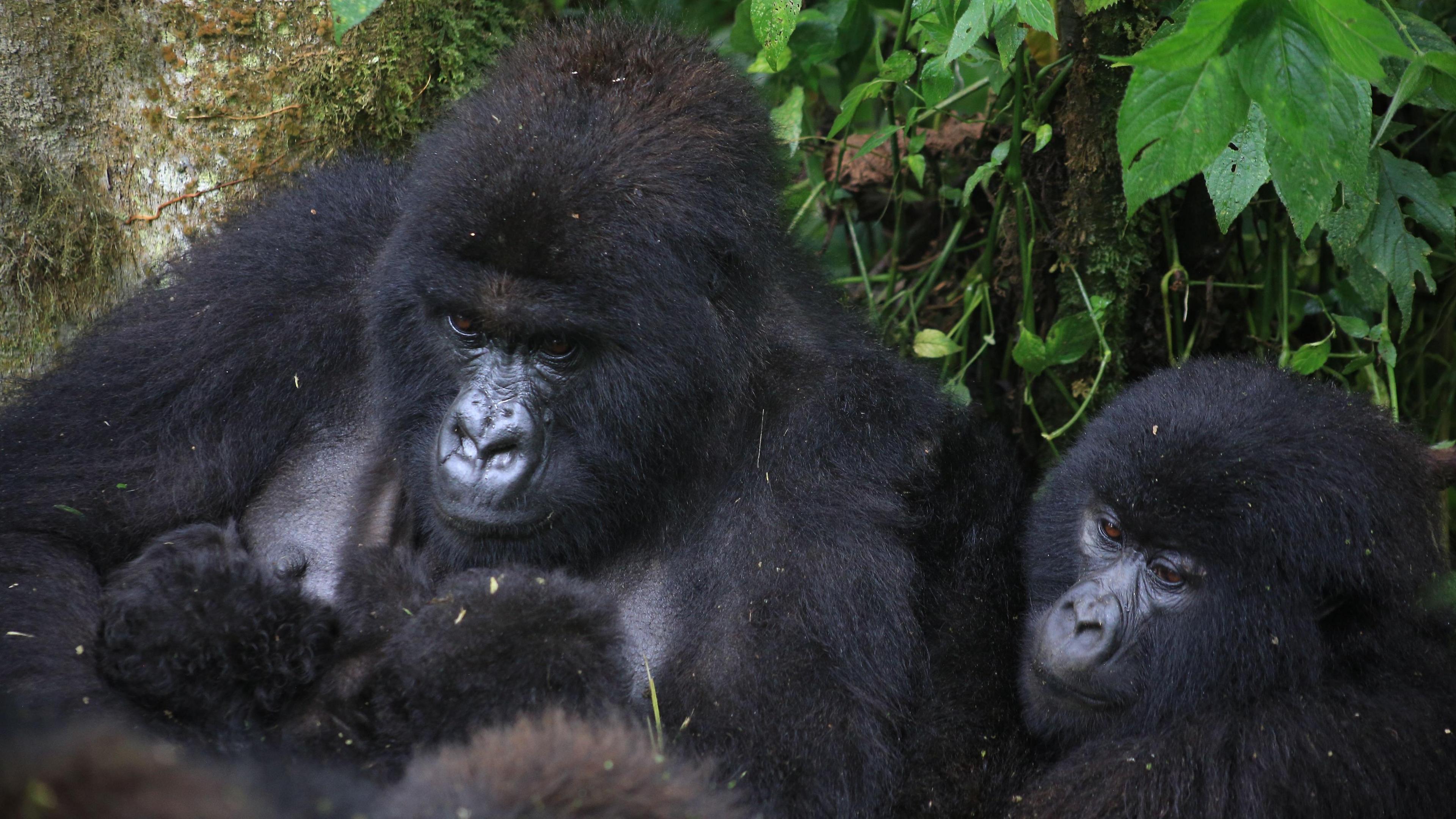 adult gorilla cradling two twin baby gorillas with another adult gorilla on the right looking on at them