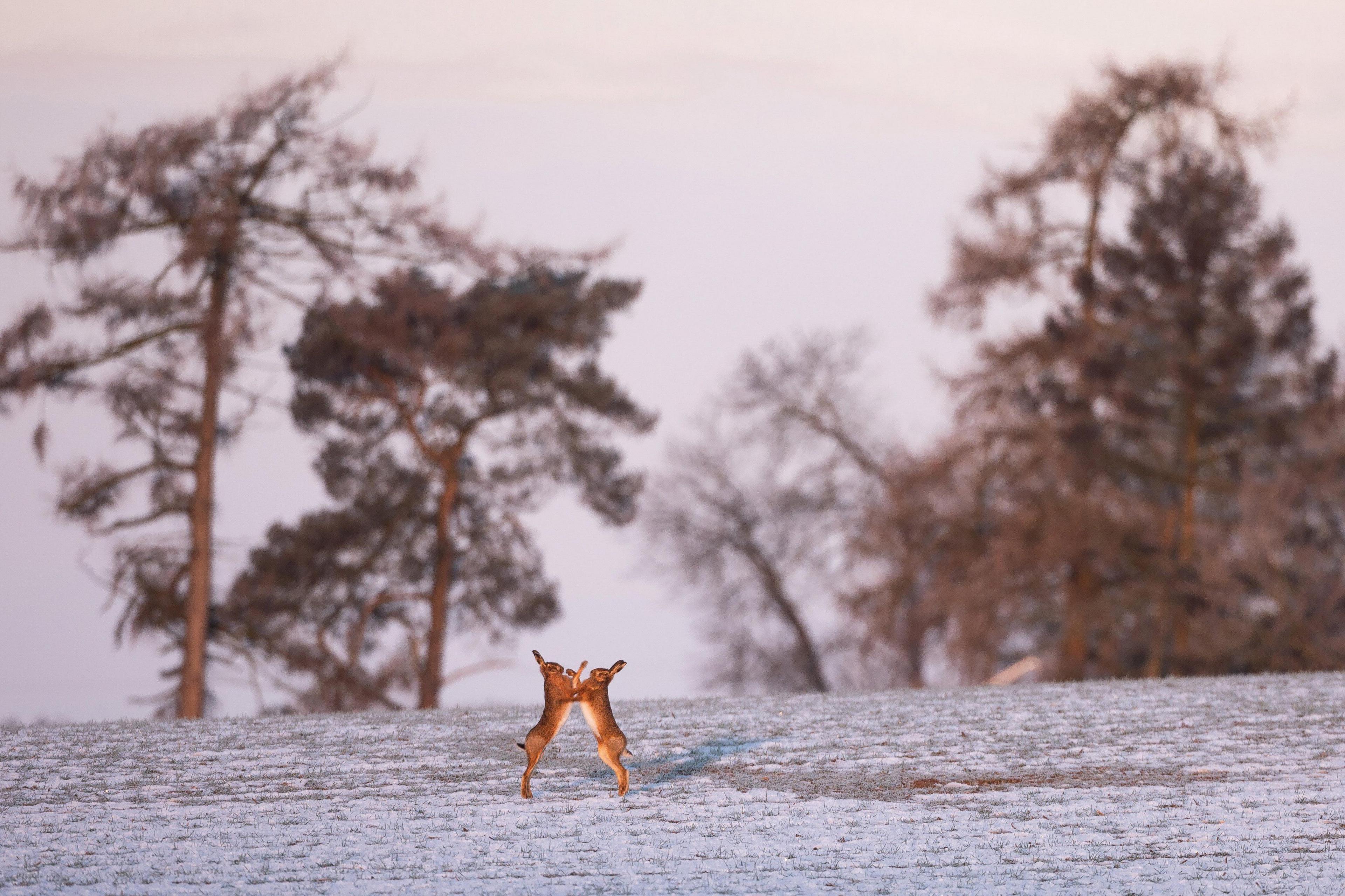 Two brown hares boxing on frozen ground with the pinkish hue of dawn and trees in the background