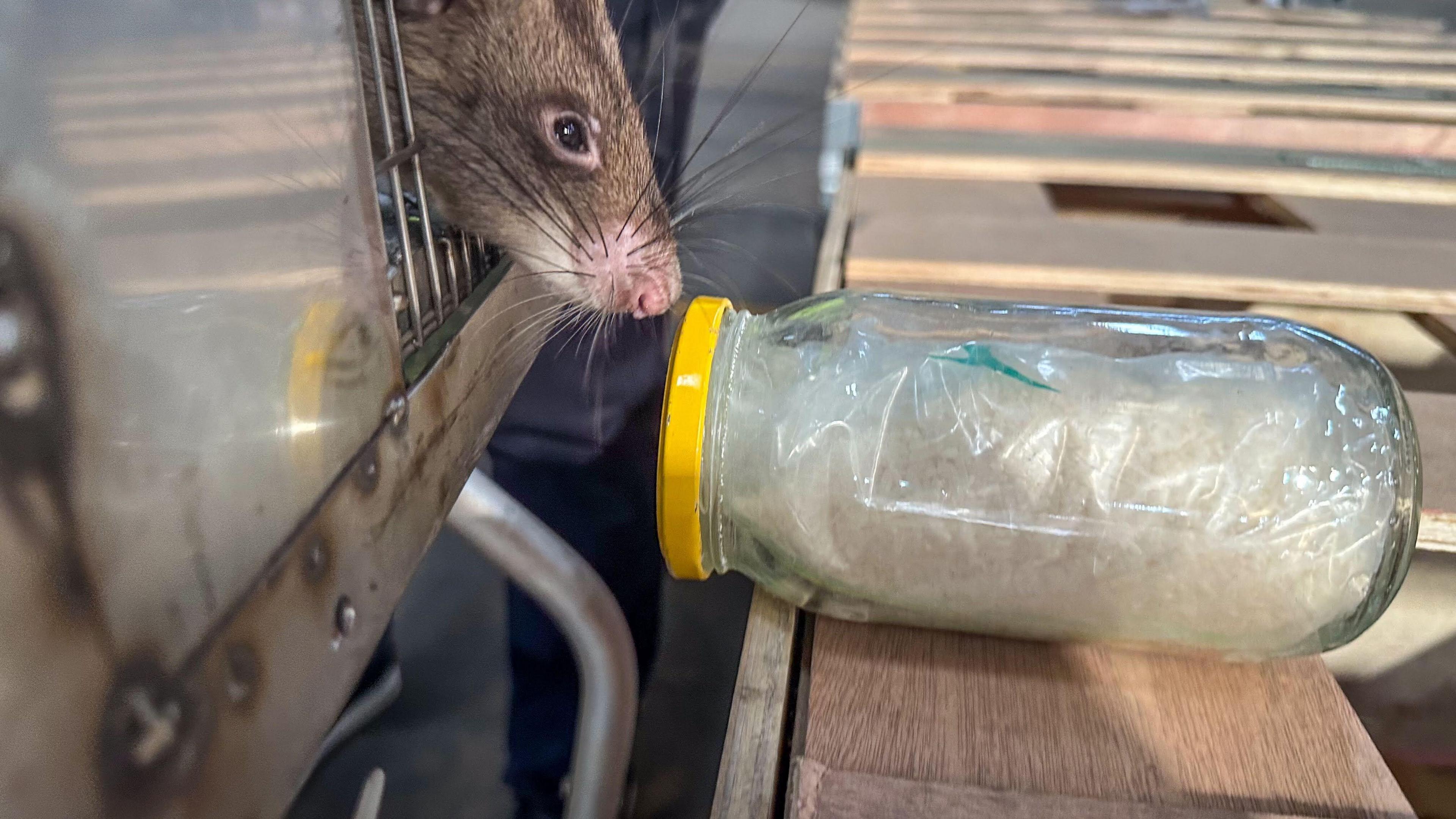 A rat poking its head out to sniff a jar full of something wrapped in plastic. 