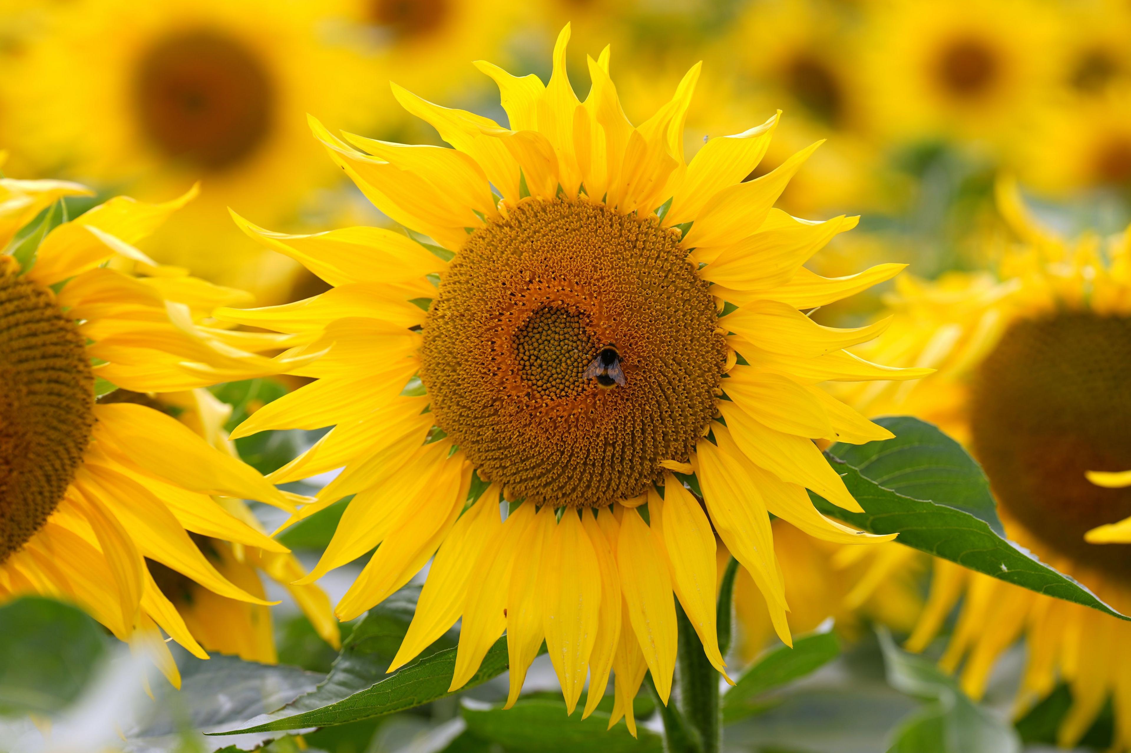 A close-up of a sunflower with bright yellow petals and a brown centre, where a bee is perched. Other sunflowers are blurred in the background.