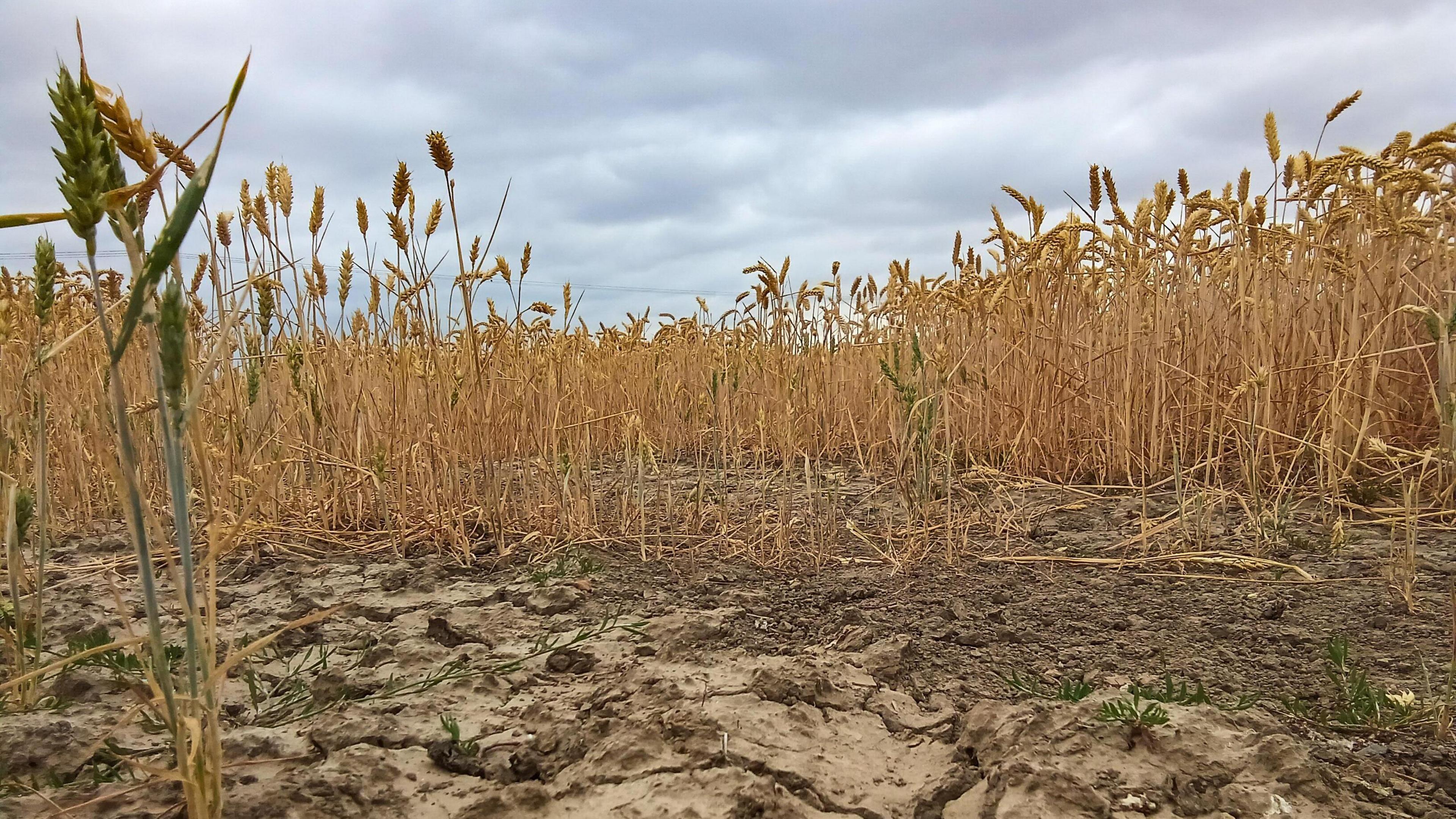 Cracked earth and a dry field of wheat against a blue sky