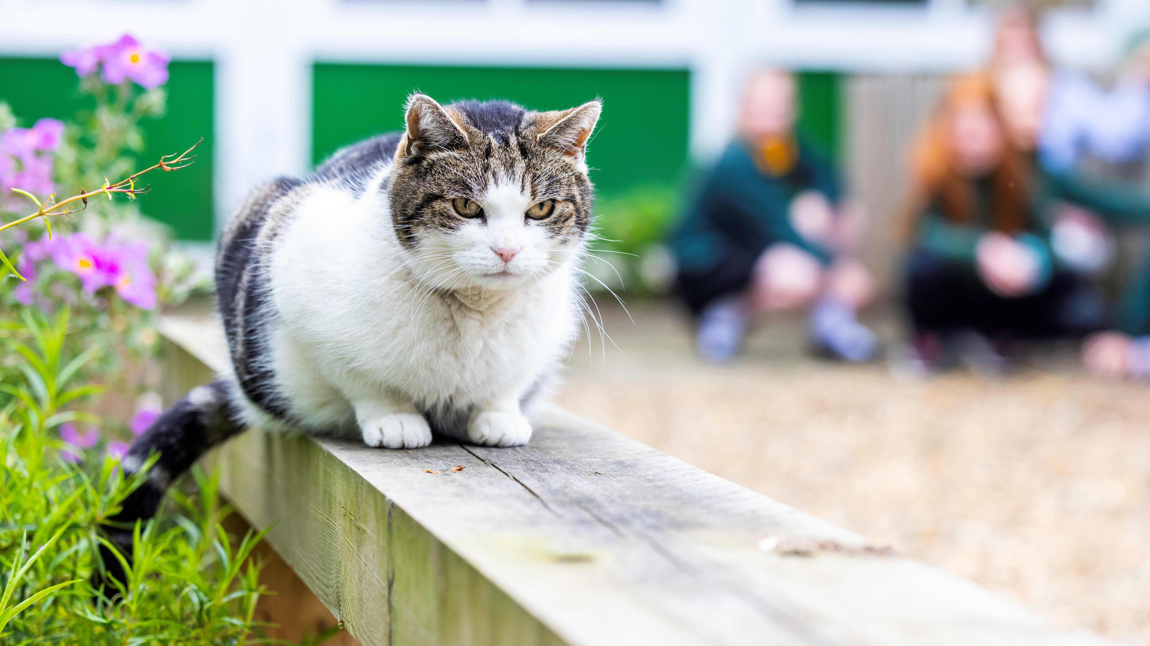 Cilla the cat sitting on a fence.