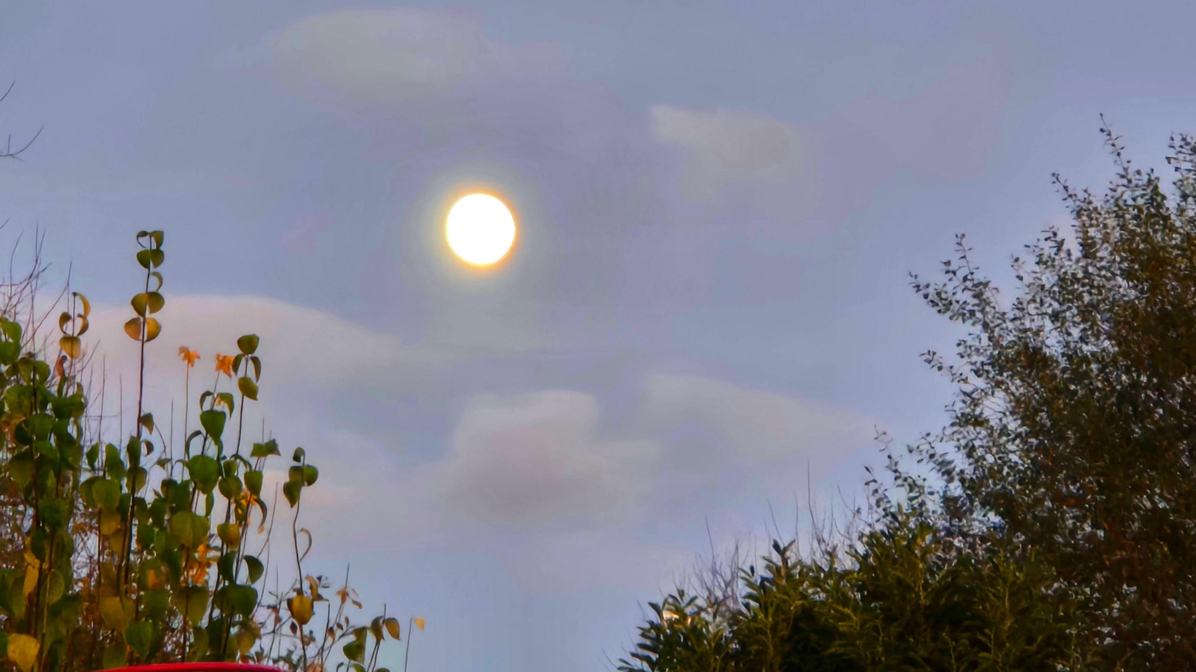 A moon glows bright yellow in the sky with plants visible in the foreground.