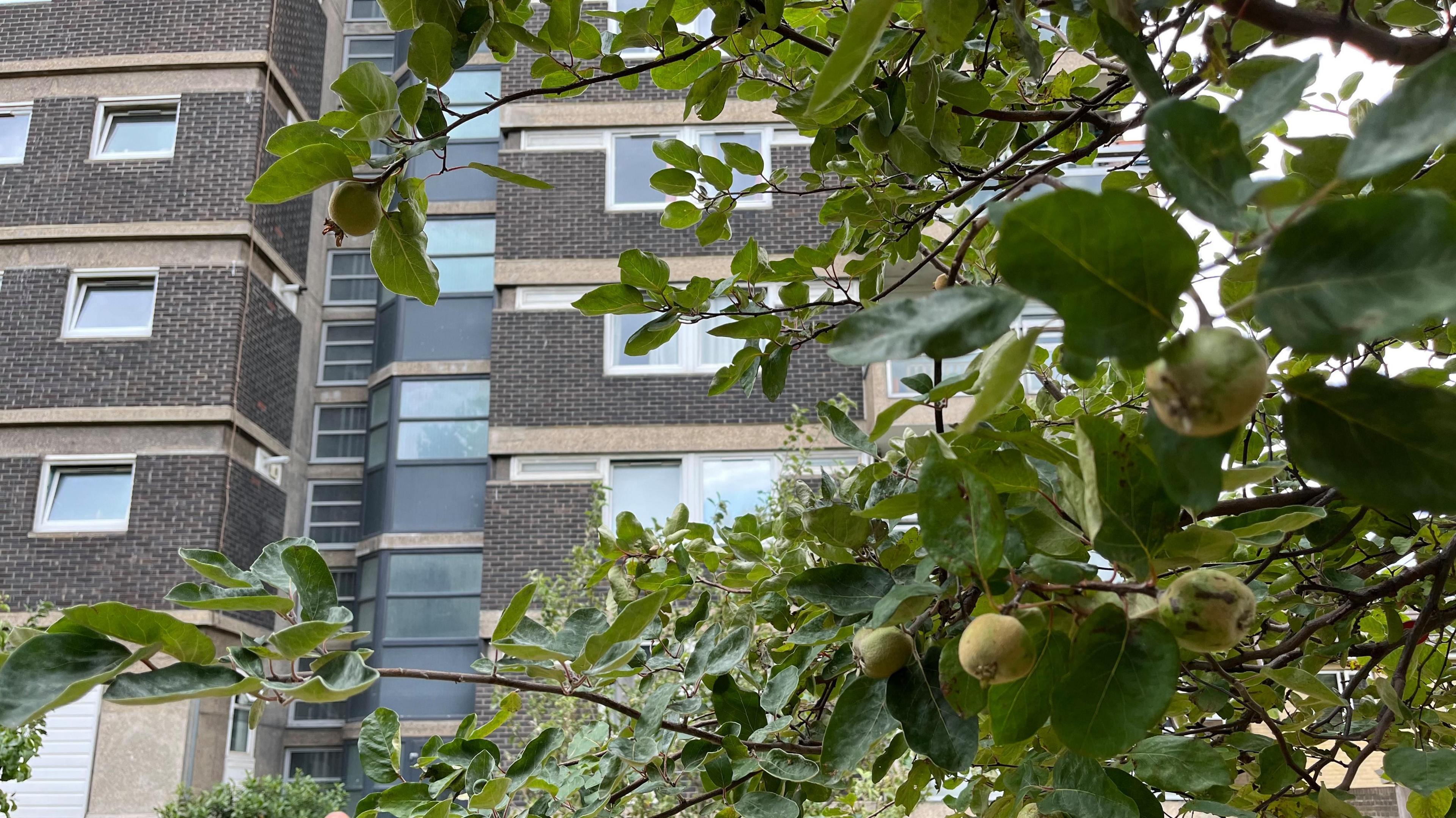 Close up of an apple tree with a block of flats seen in the background
