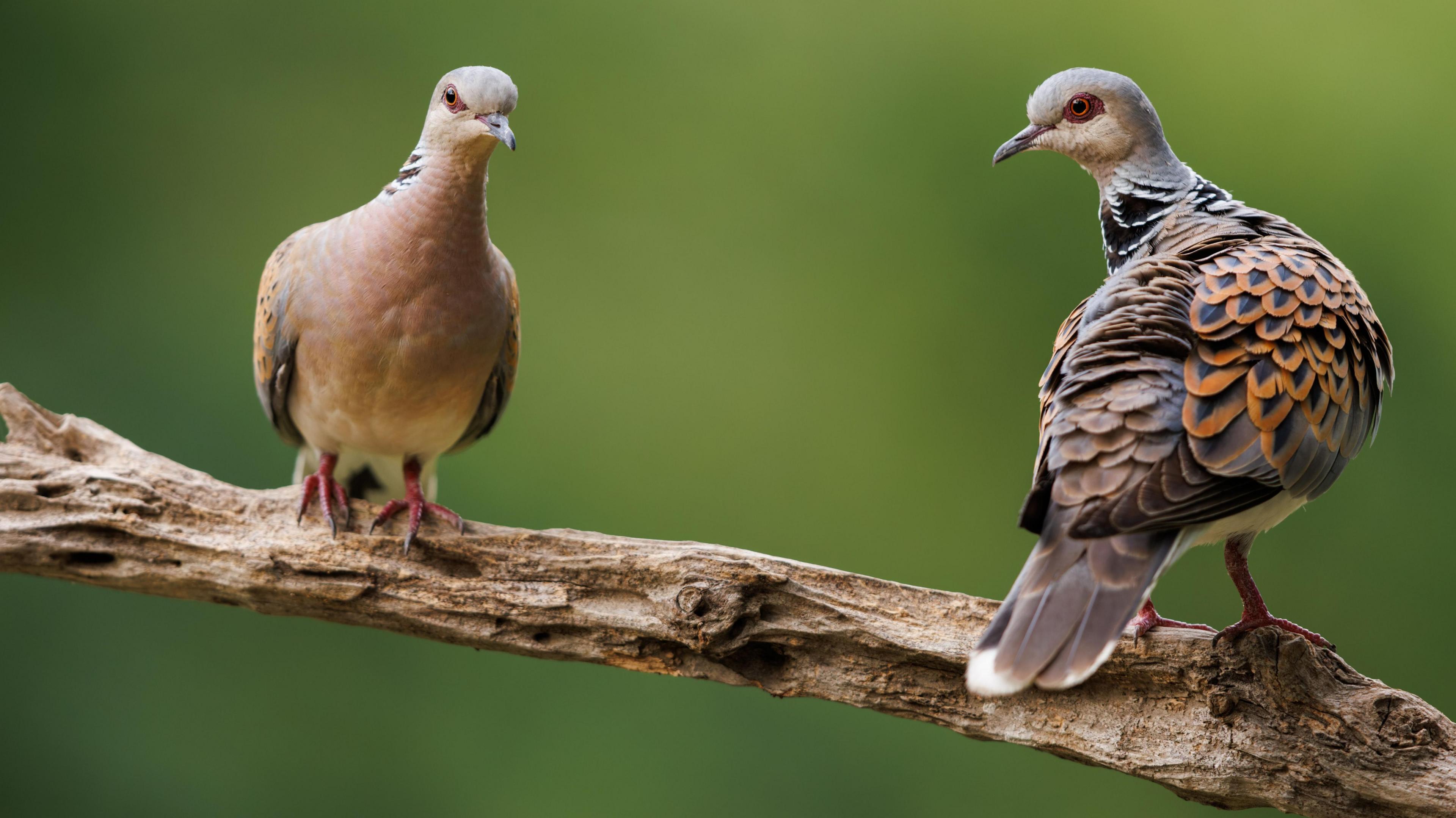 Two turtle doves perched on a weathered branch against a soft green background. The birds have patterned wings with shades of brown, black, and gray, and slender bodies with pinkish legs