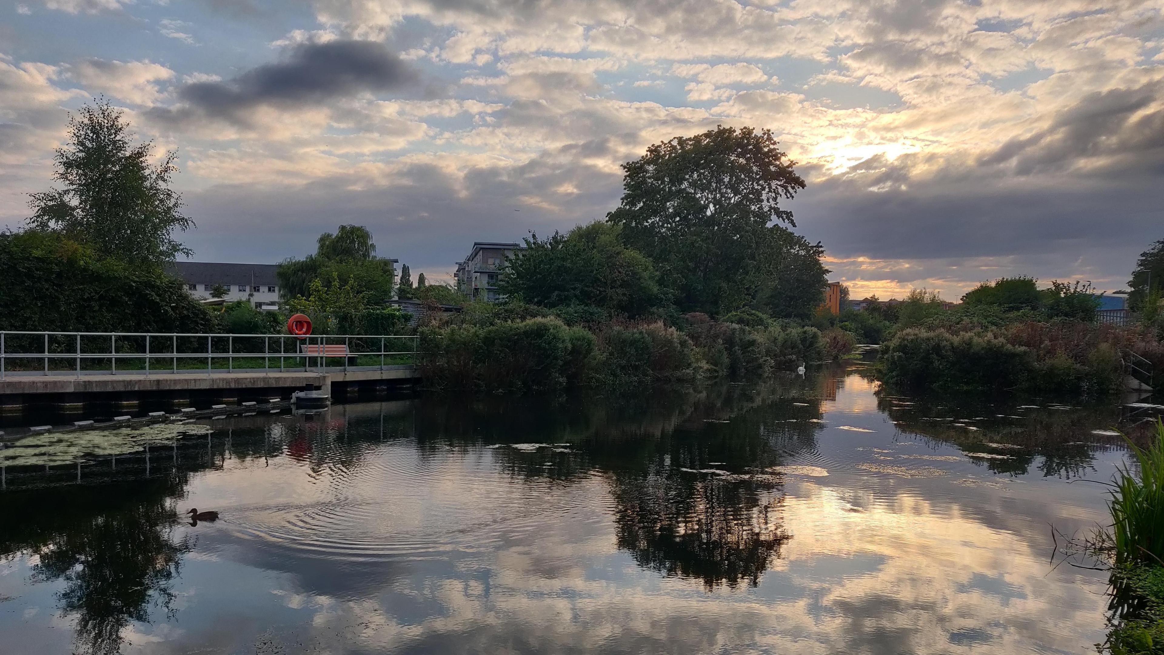 A low sun reflects into a body of water in Maidenhead surrounded by greenery and featuring a duck in the water near some water lilies on the left side of the picture. 