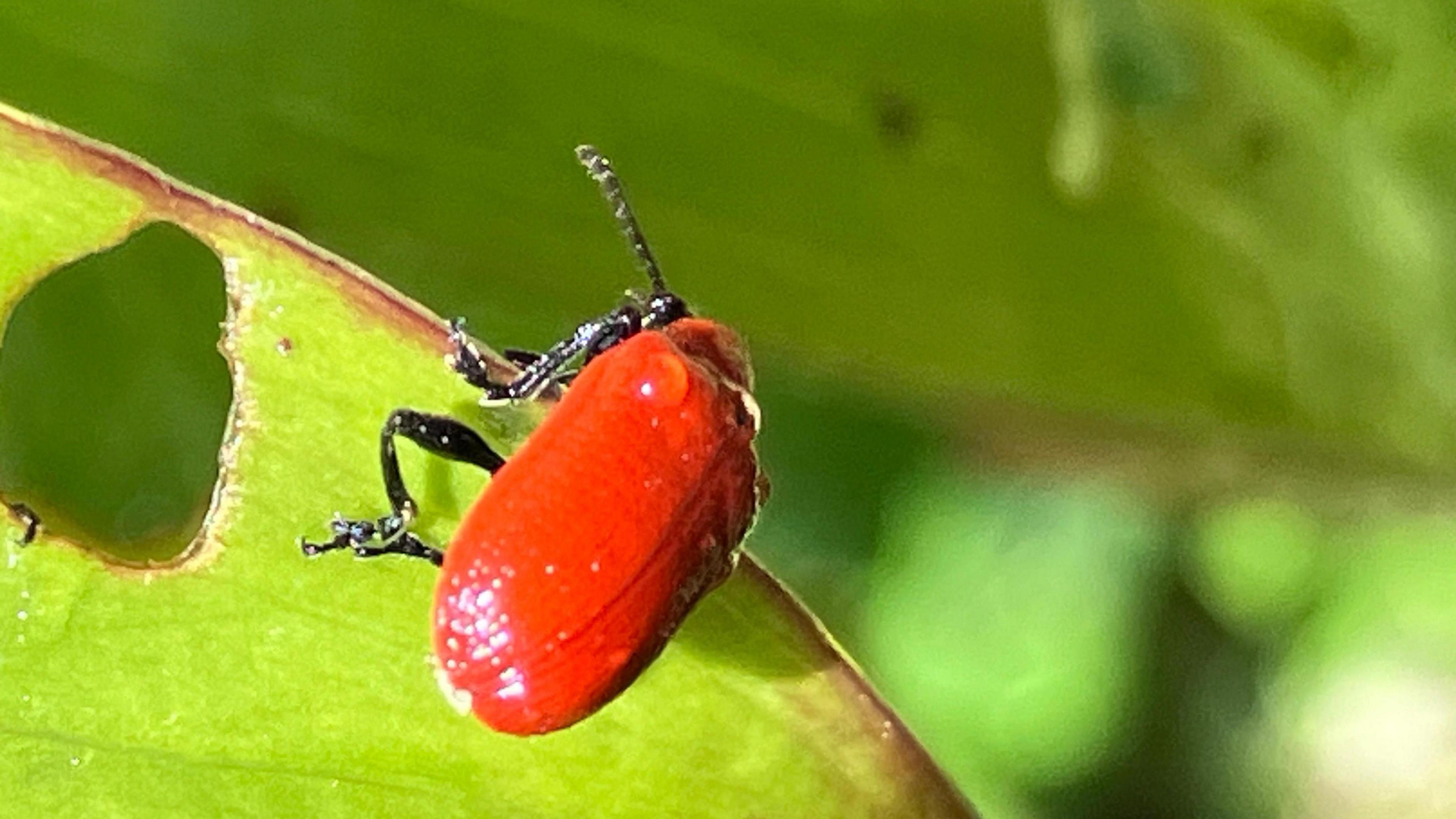 Beetle on a leaf