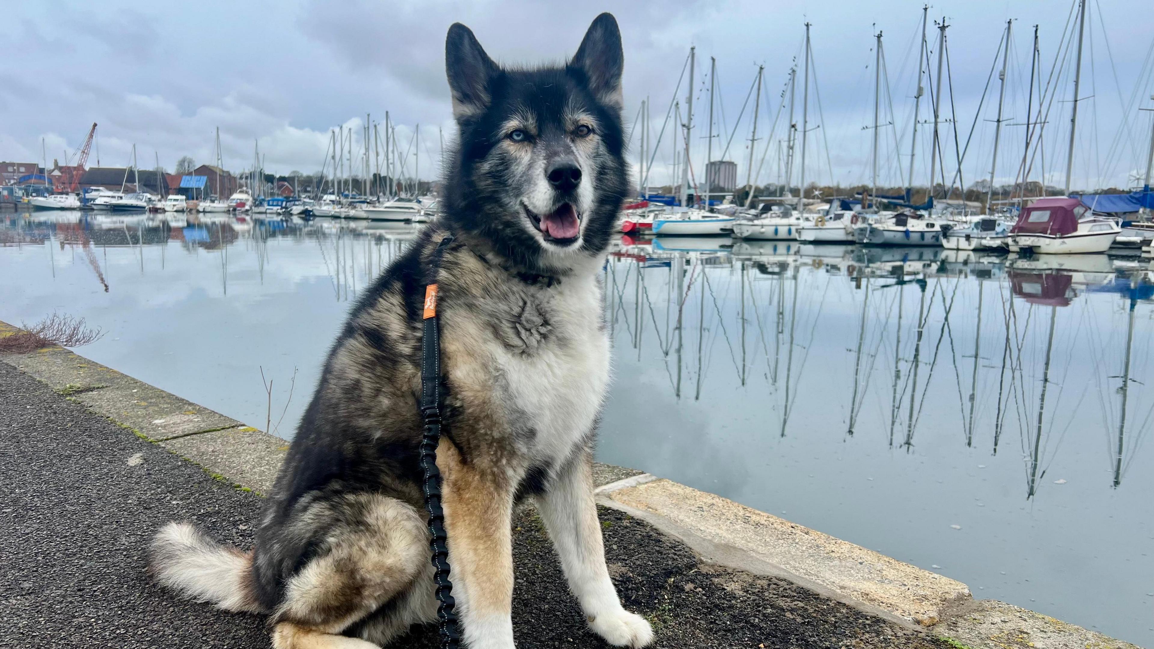 A husky-like dog sits proudly in the middle of the image. It is sat on a pavement area with a marina containing sailing boats behind. It is a dry day but with grey clouds dominating the sky.