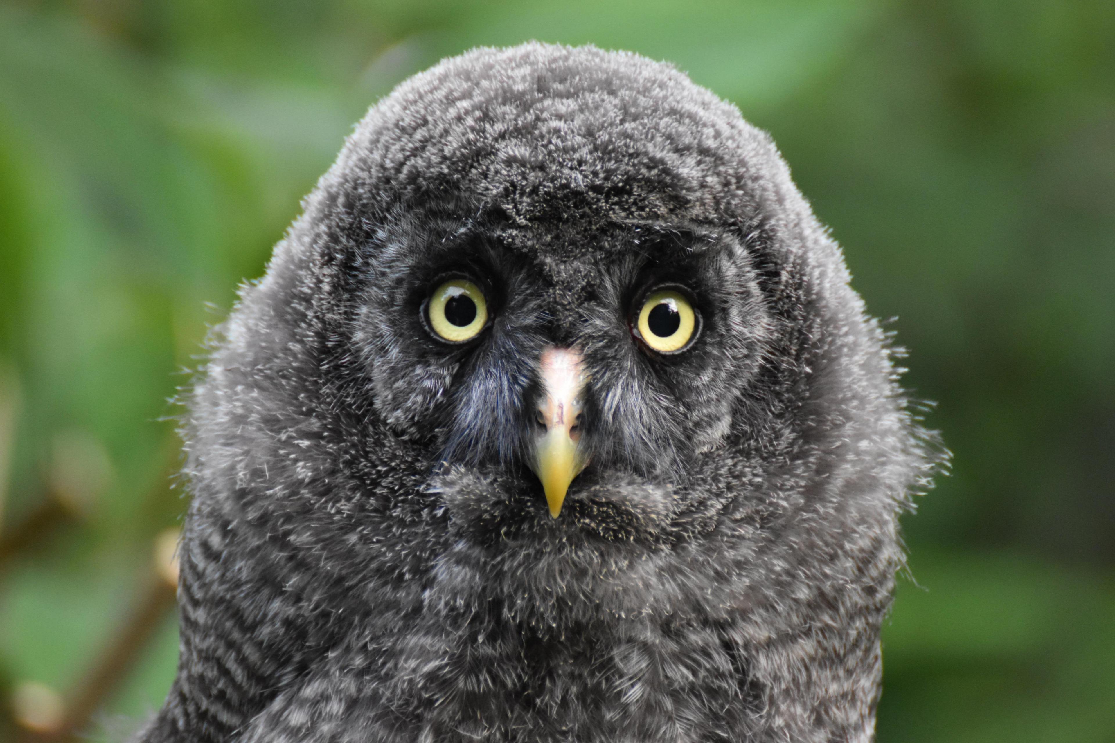 A young owl with brown feathers looks at the camera with round yellow eyes and a yellow beak