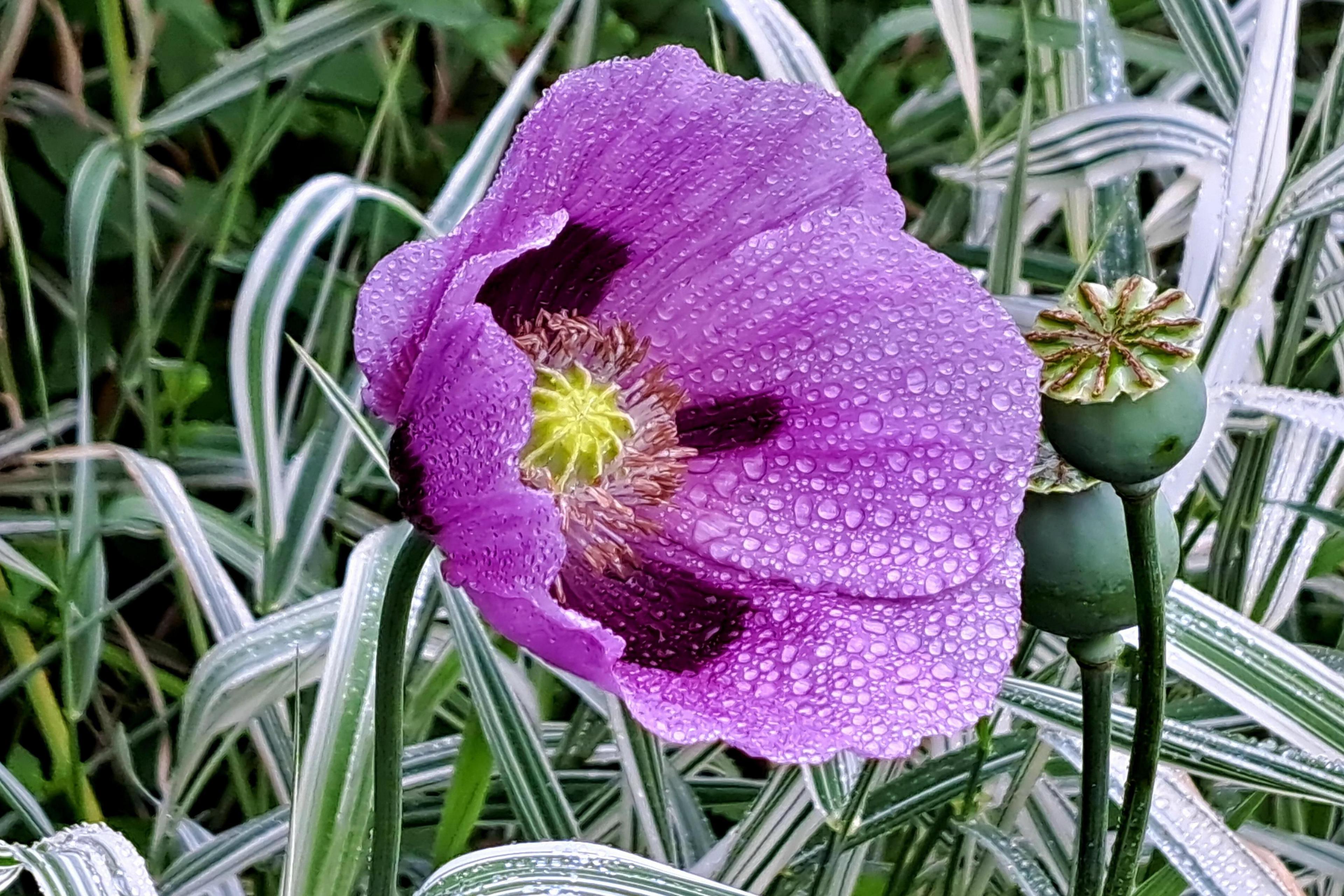 A close-up of droplets on a purple flower in Wolverhampton, with variegated leaves in the background