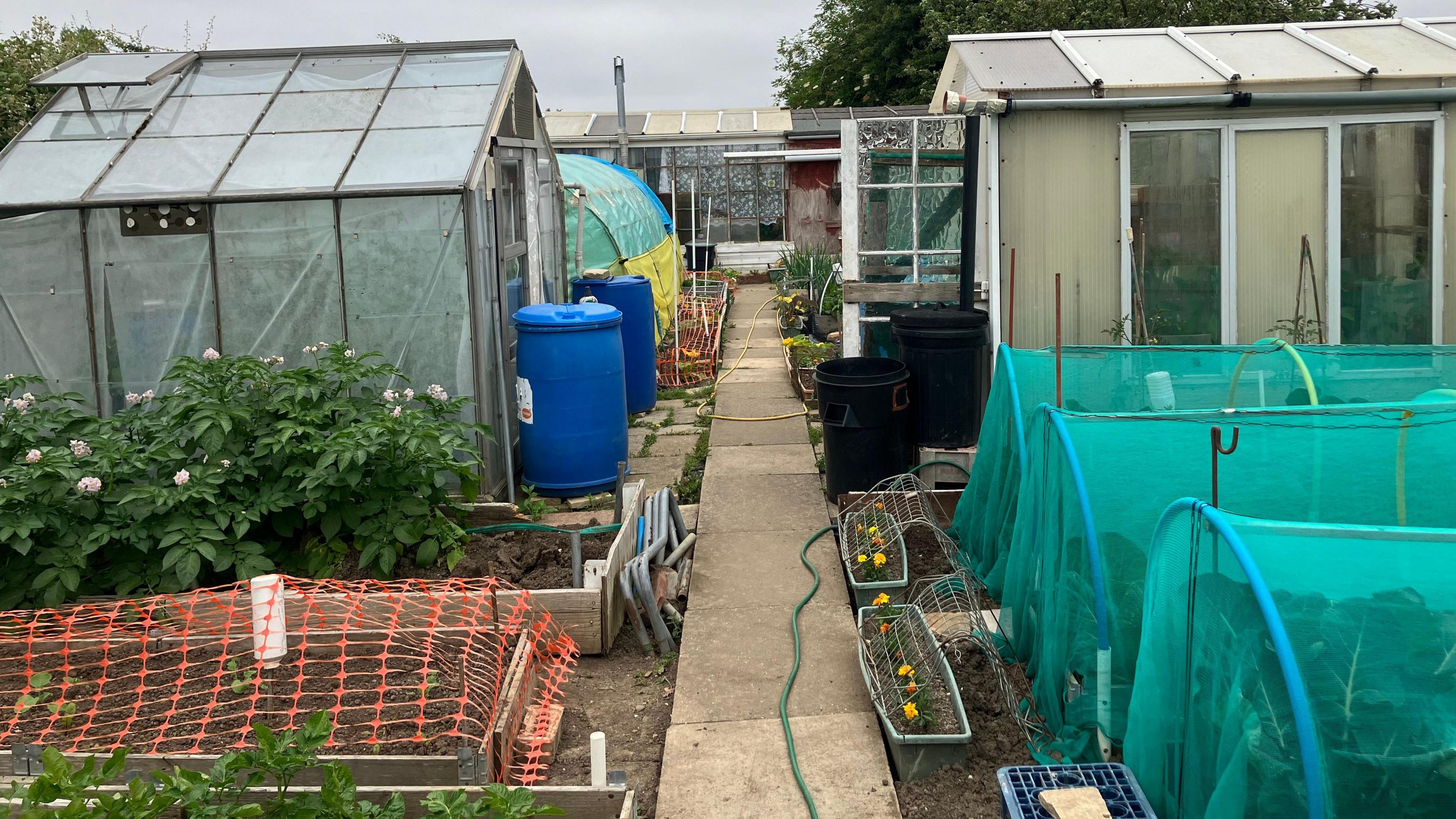 Allotment path with plots and greenhouses on either side, with water barrels and raised beds.