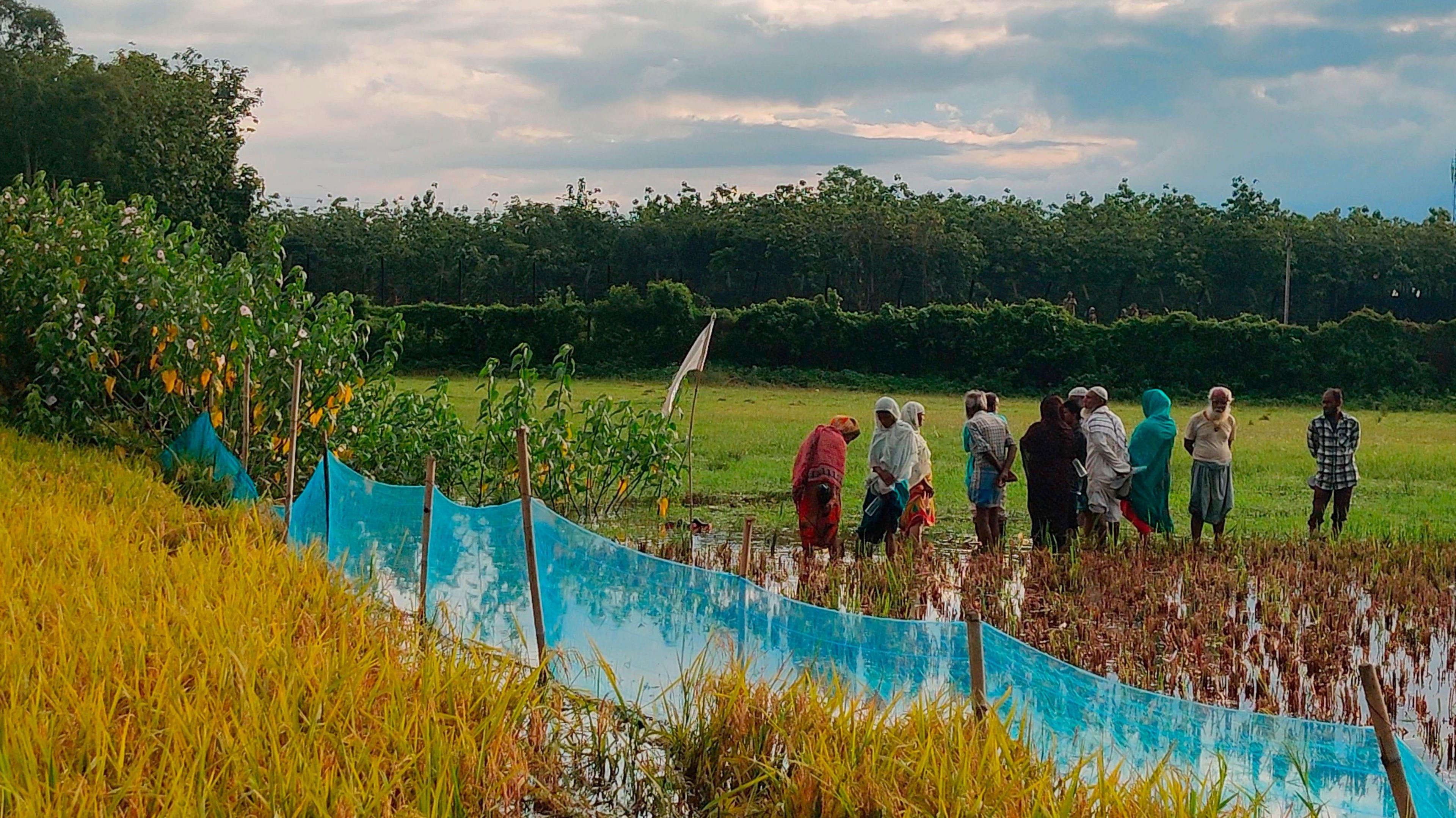 People standing in a field across a blue net with trees in the background and a bright blue sky