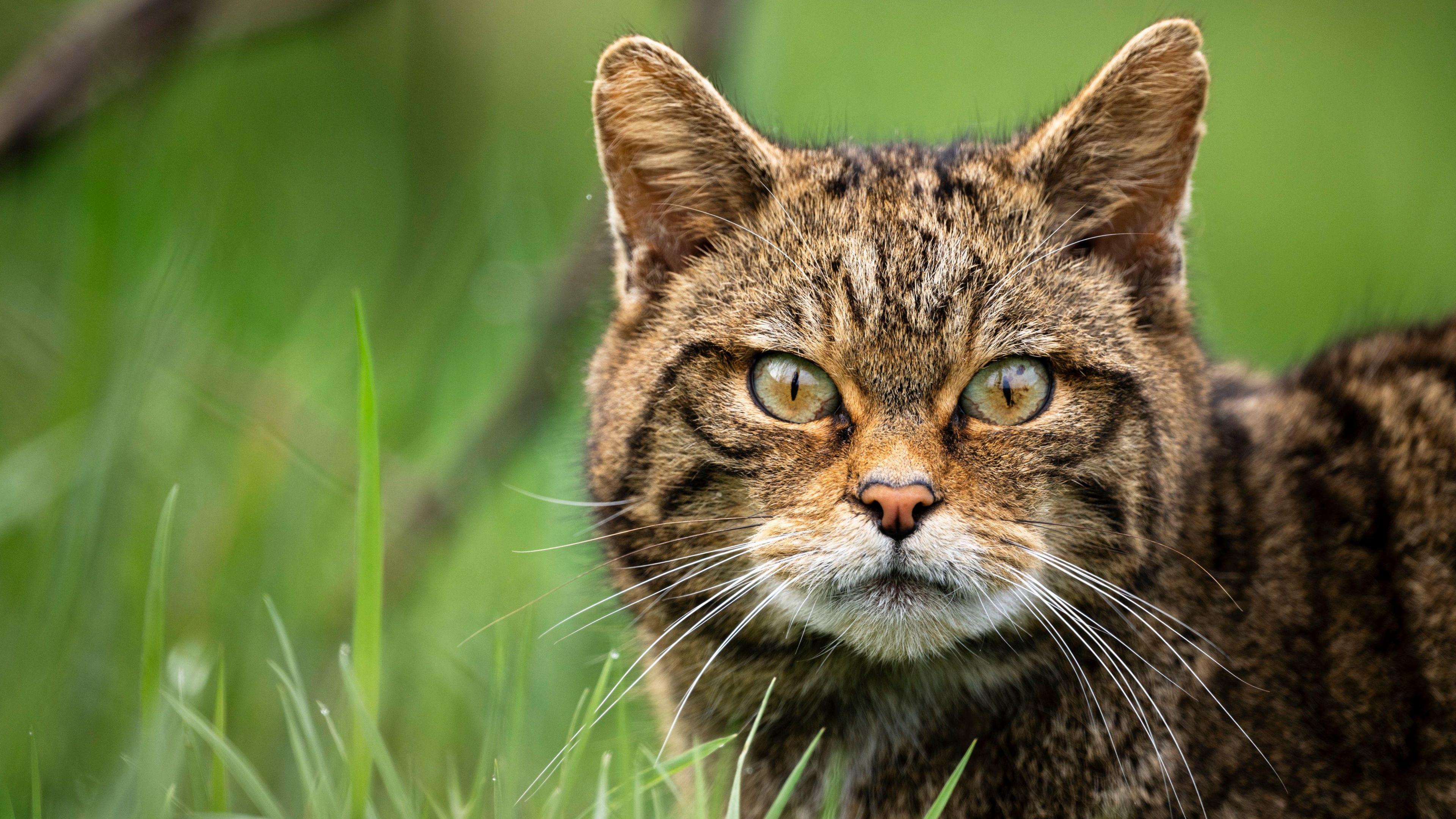 A striped wildcat, hidden amongst the grass, looks down the lens of a camera.