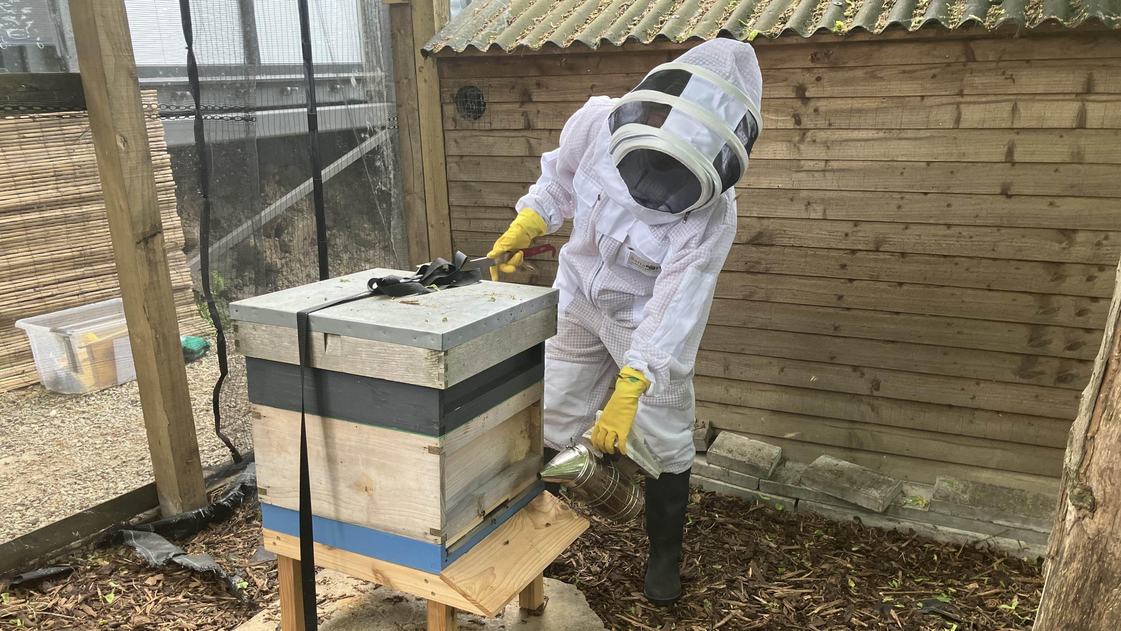 A beekeeper wearing white overalls and a face mask tends to a wooden hive box in a pen.