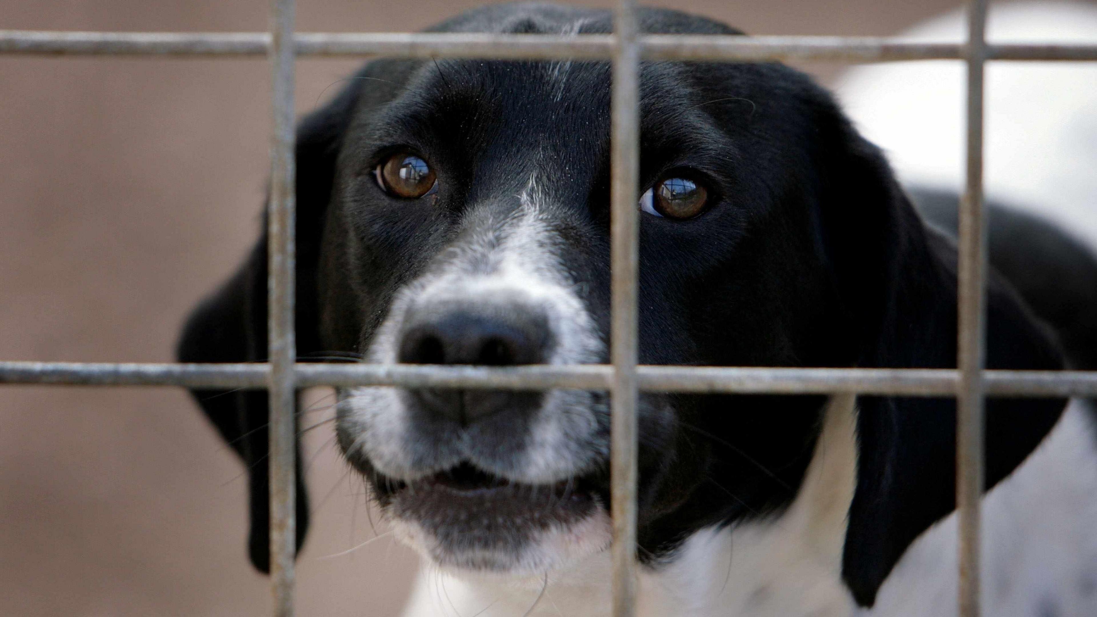 A black and white-coloured dog pictured in a cage. Stock photo.