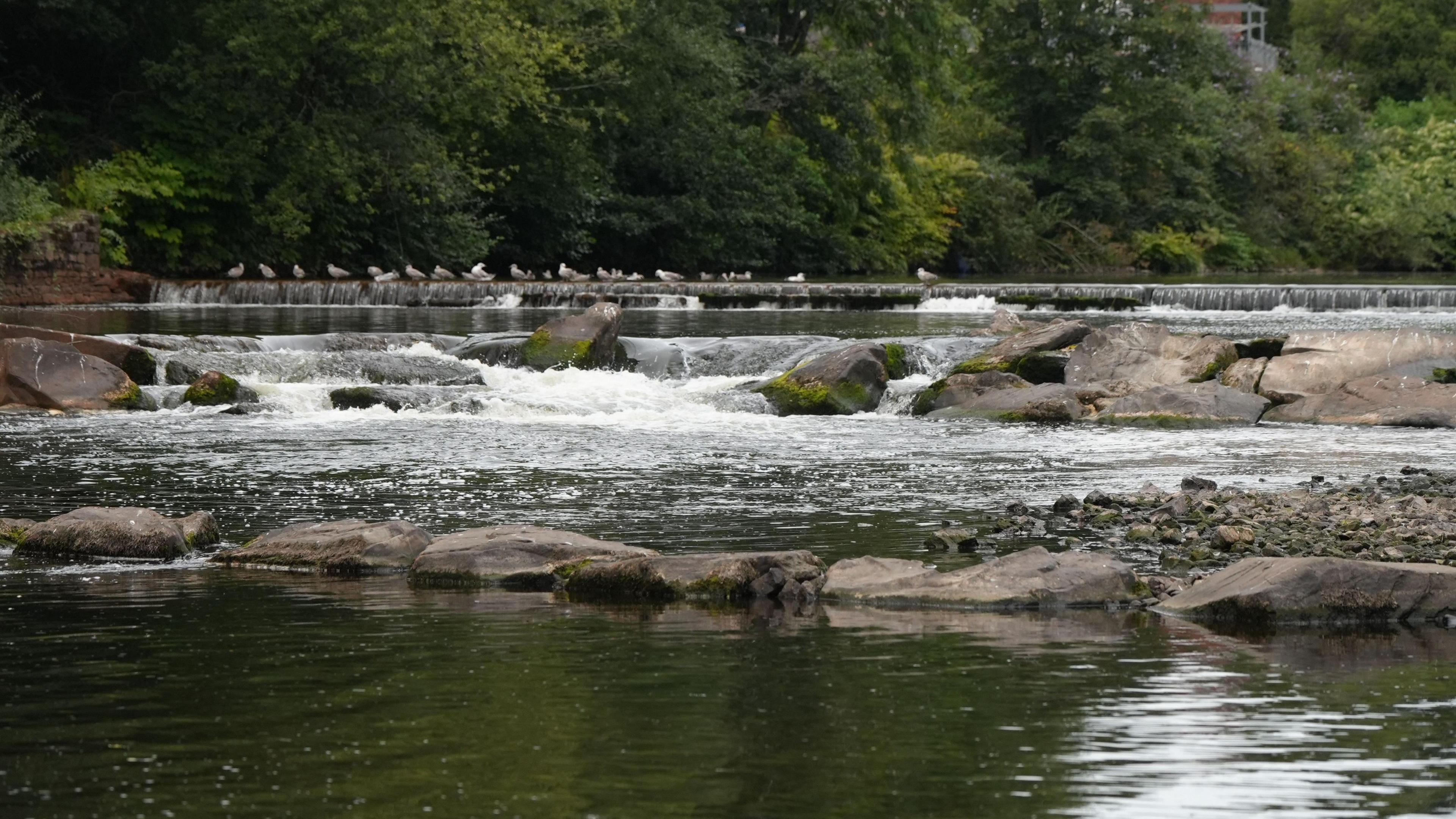 A wide stretch of river with rocks dotted around in the water and vegetation on the bank. White foaming water can be seen where the water falls from one level to another. A flock of seagulls sit on the edge of the river in front of a row of trees.
