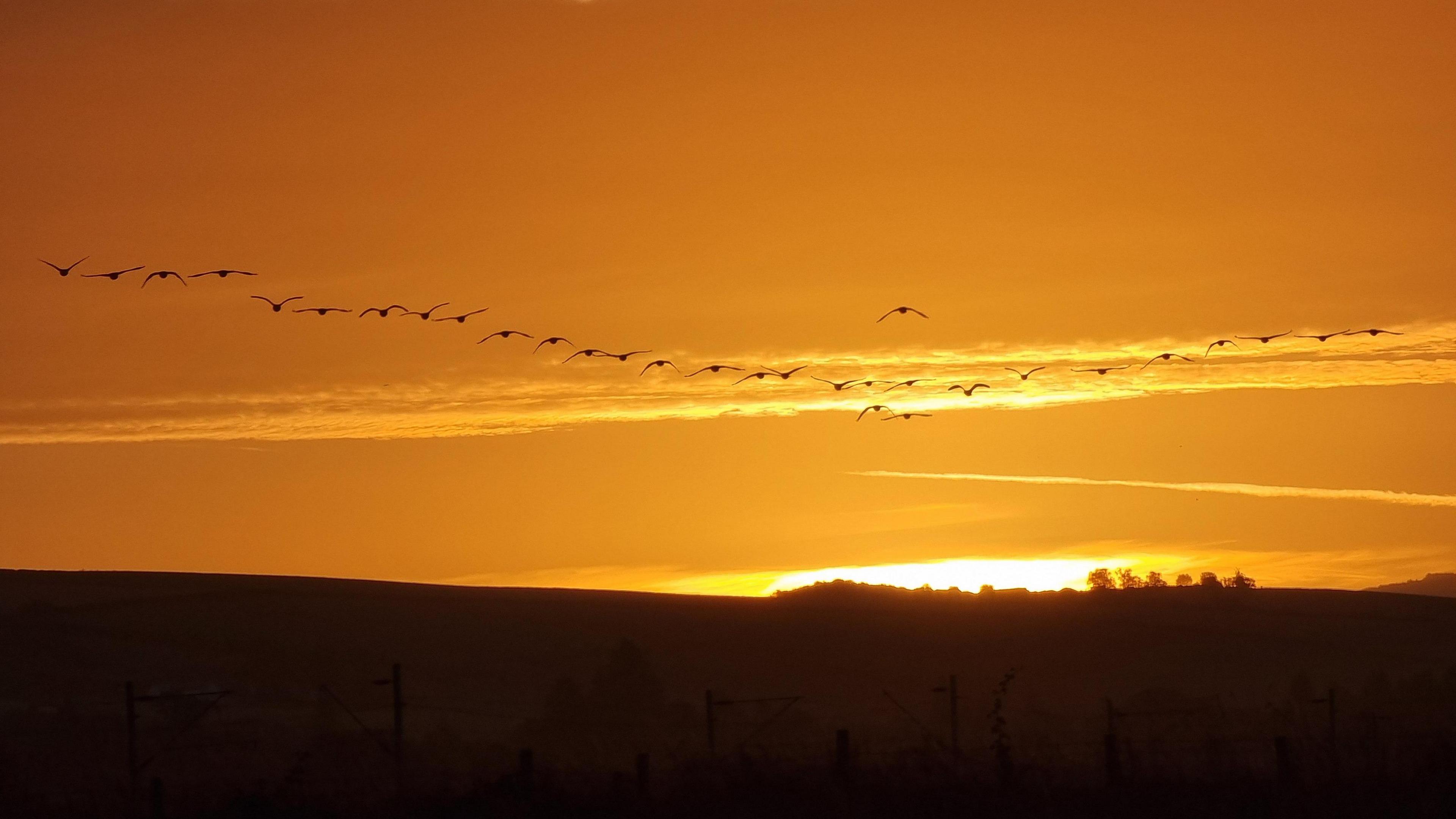 A line of geese across an orange skyline while the sun is rising behind them.