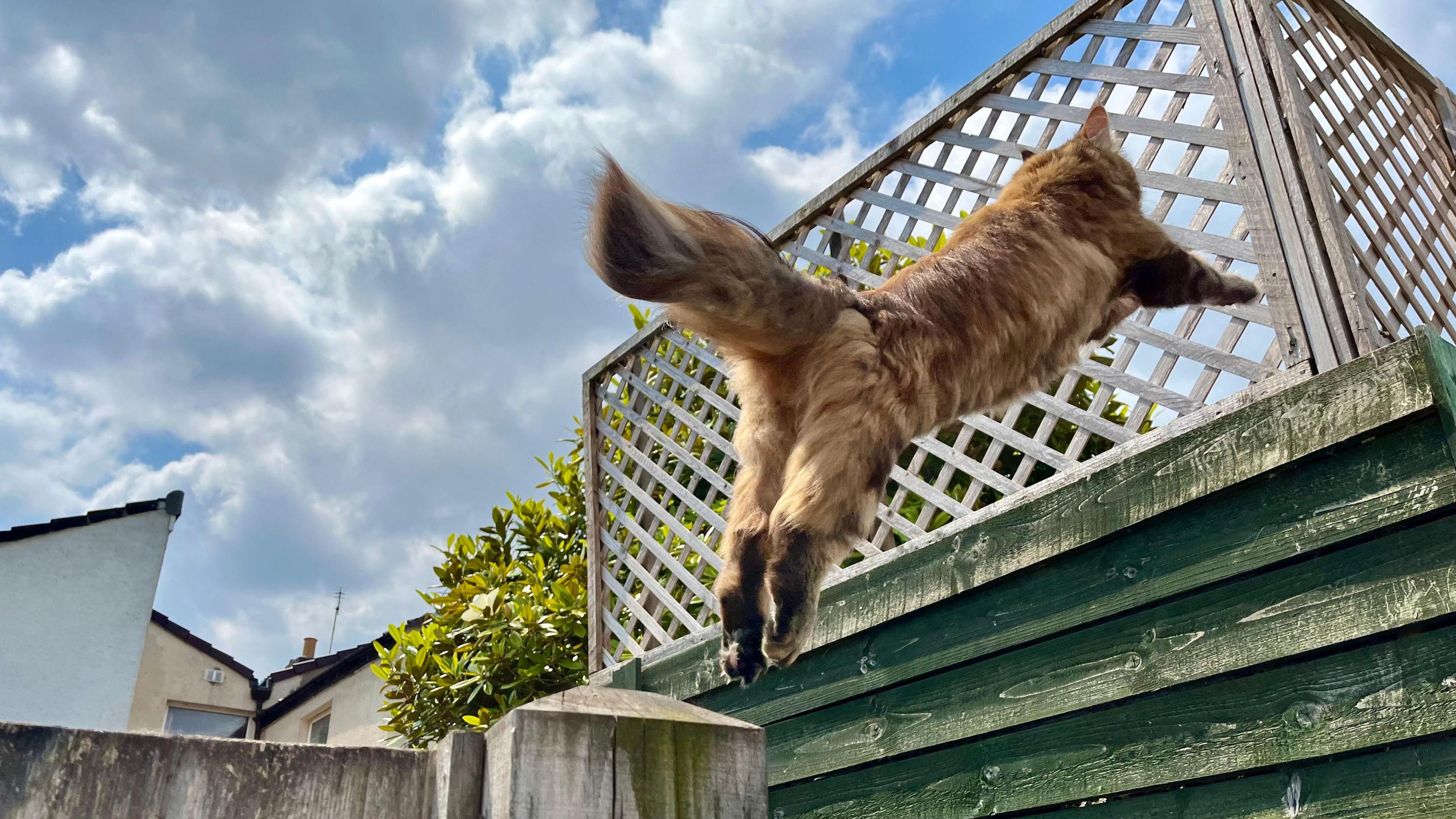 A cat jumps from a fence post to a higher fence in Lucky Lane in Bedminster in Bristol