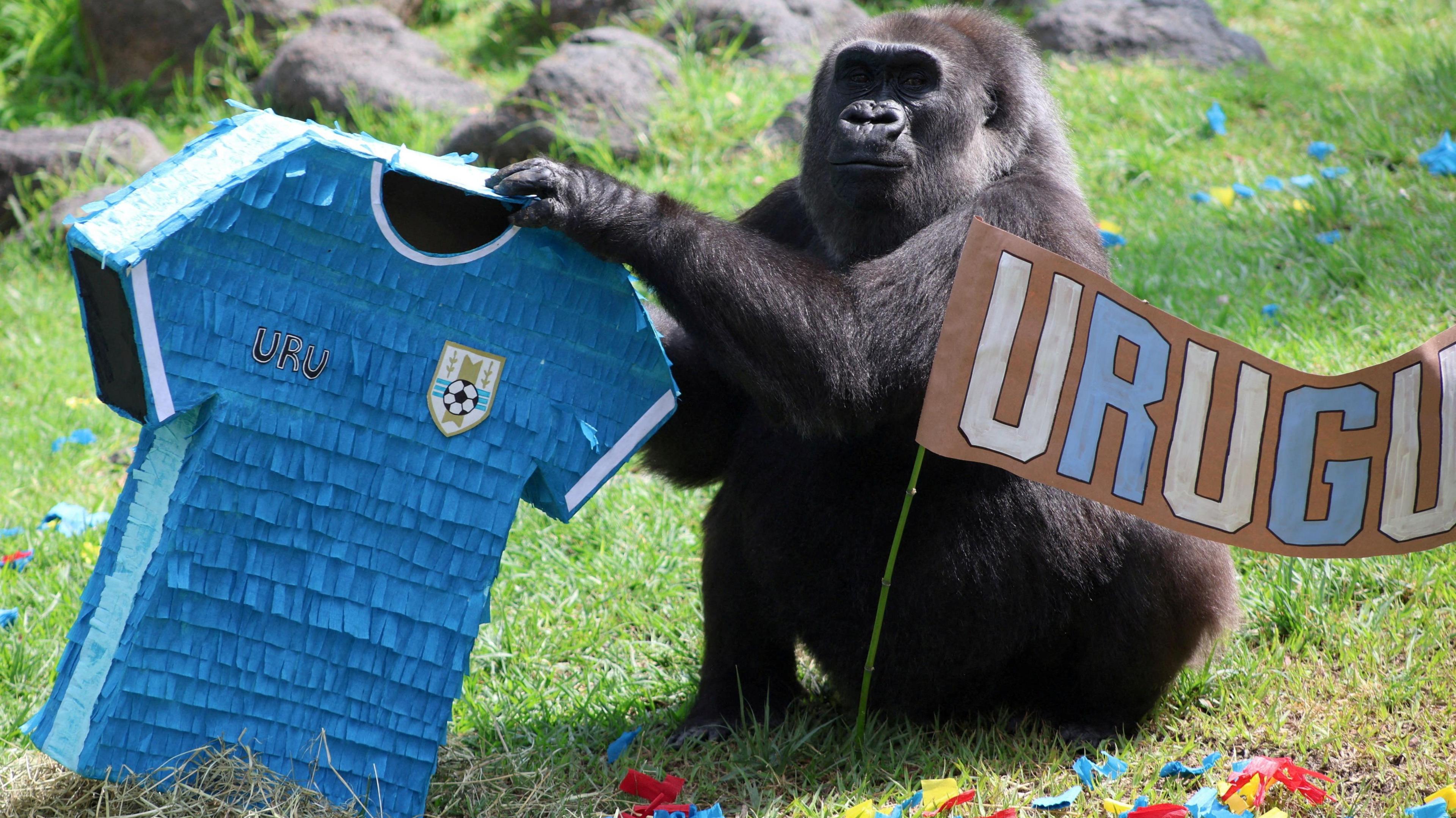 a gorilla holding a blue piñata in the shape of a Uruguay shirt next to a painted cardboard sign that says Uruguay.