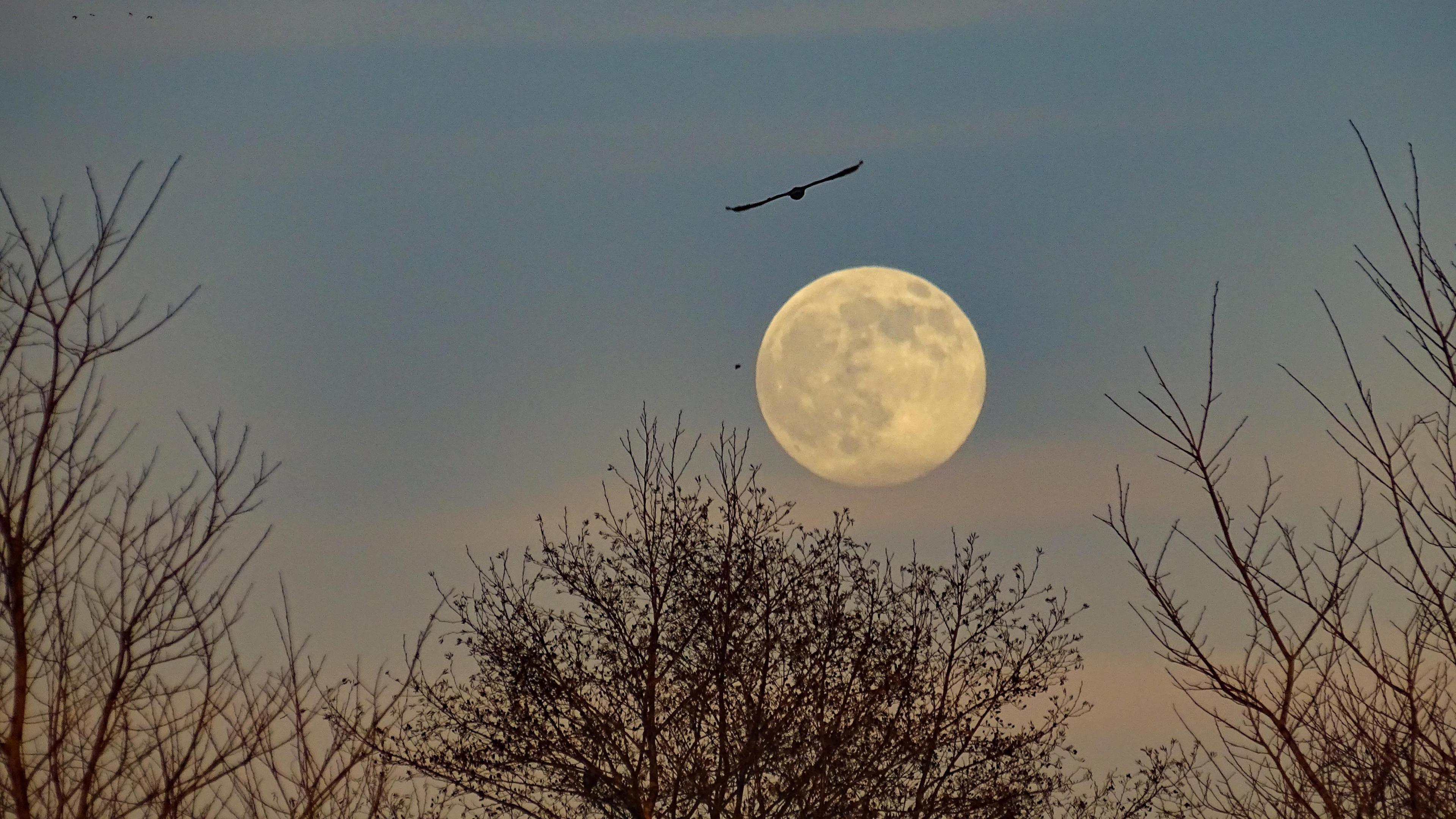 A moon in the trees