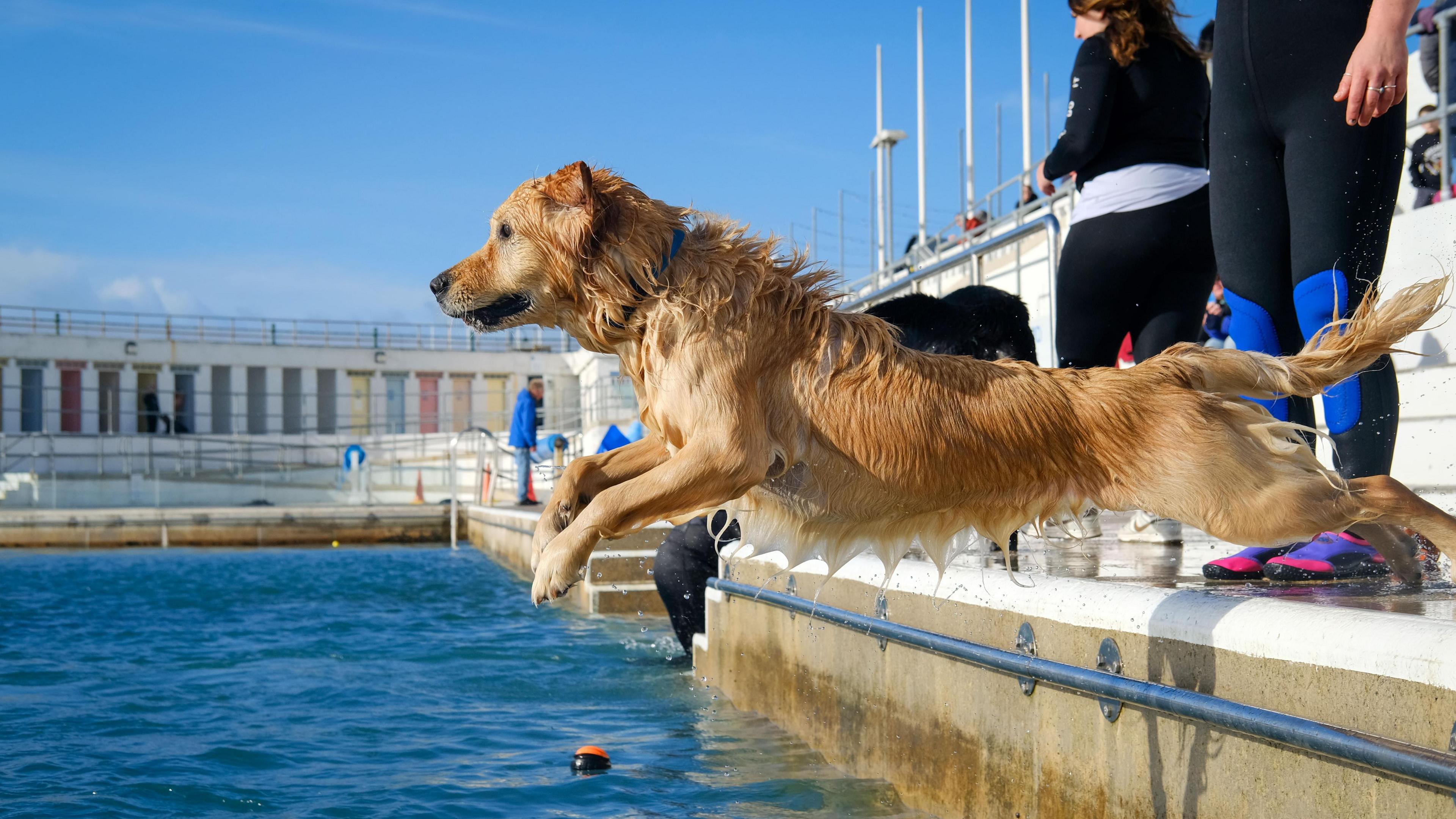 A blonde dog jumping into an outdoor swimming pool