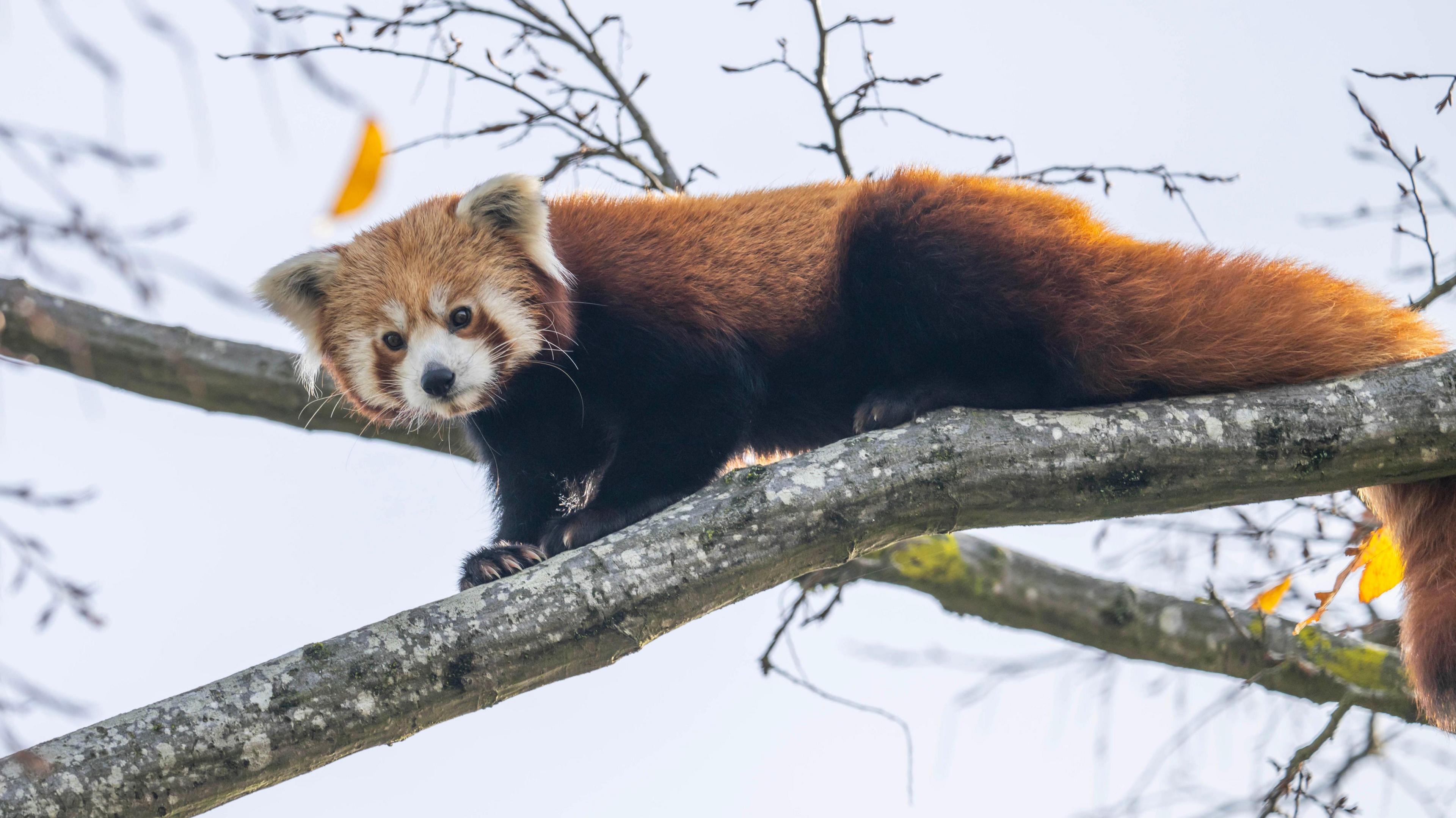 A red panda balanced along a tree branch