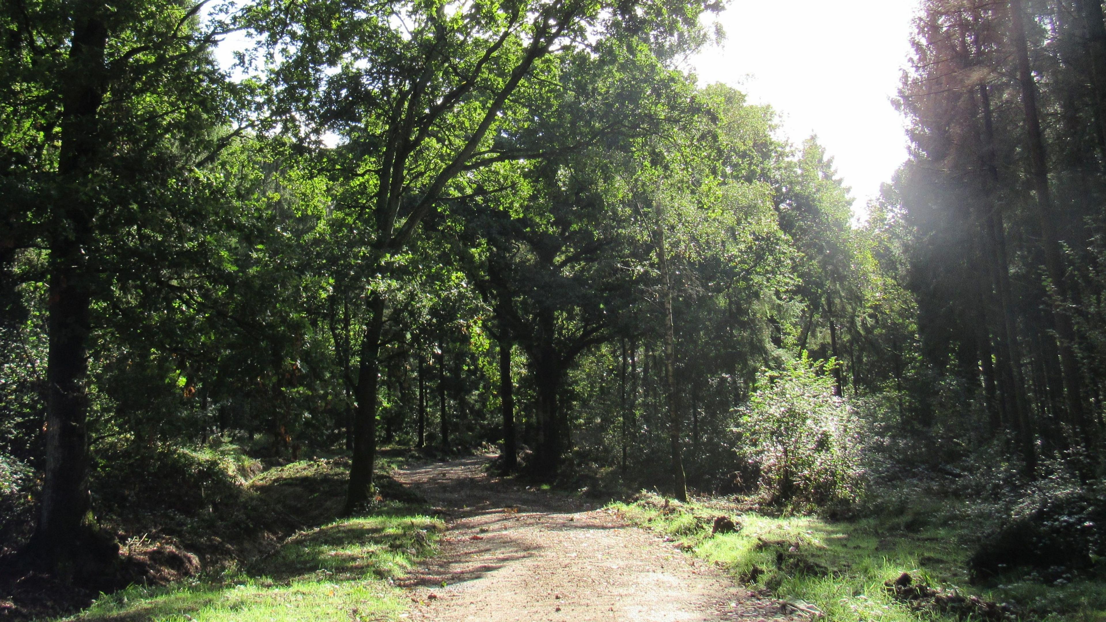 Sun shining through trees at Great Wood