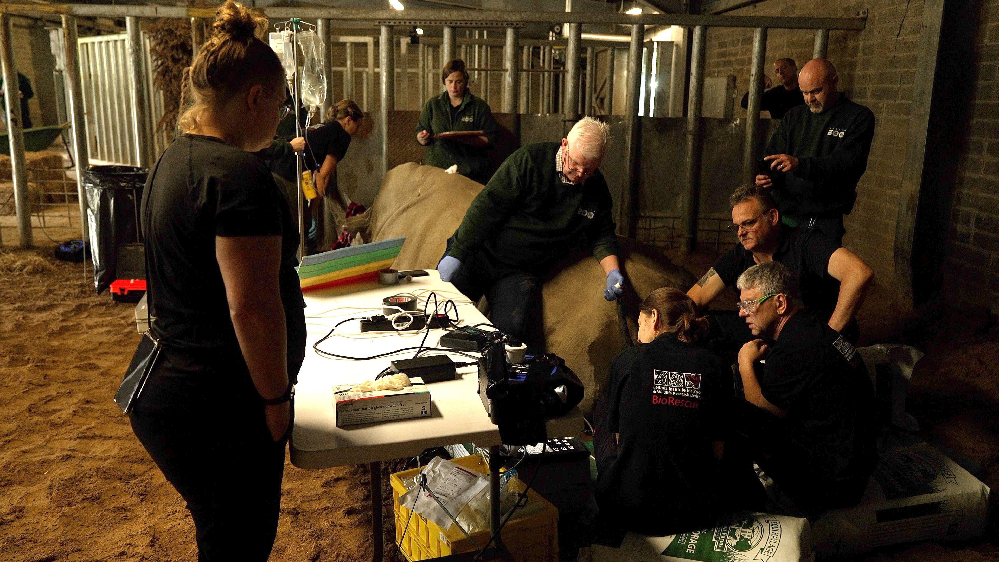 Zanta the rhino having eggs extracted