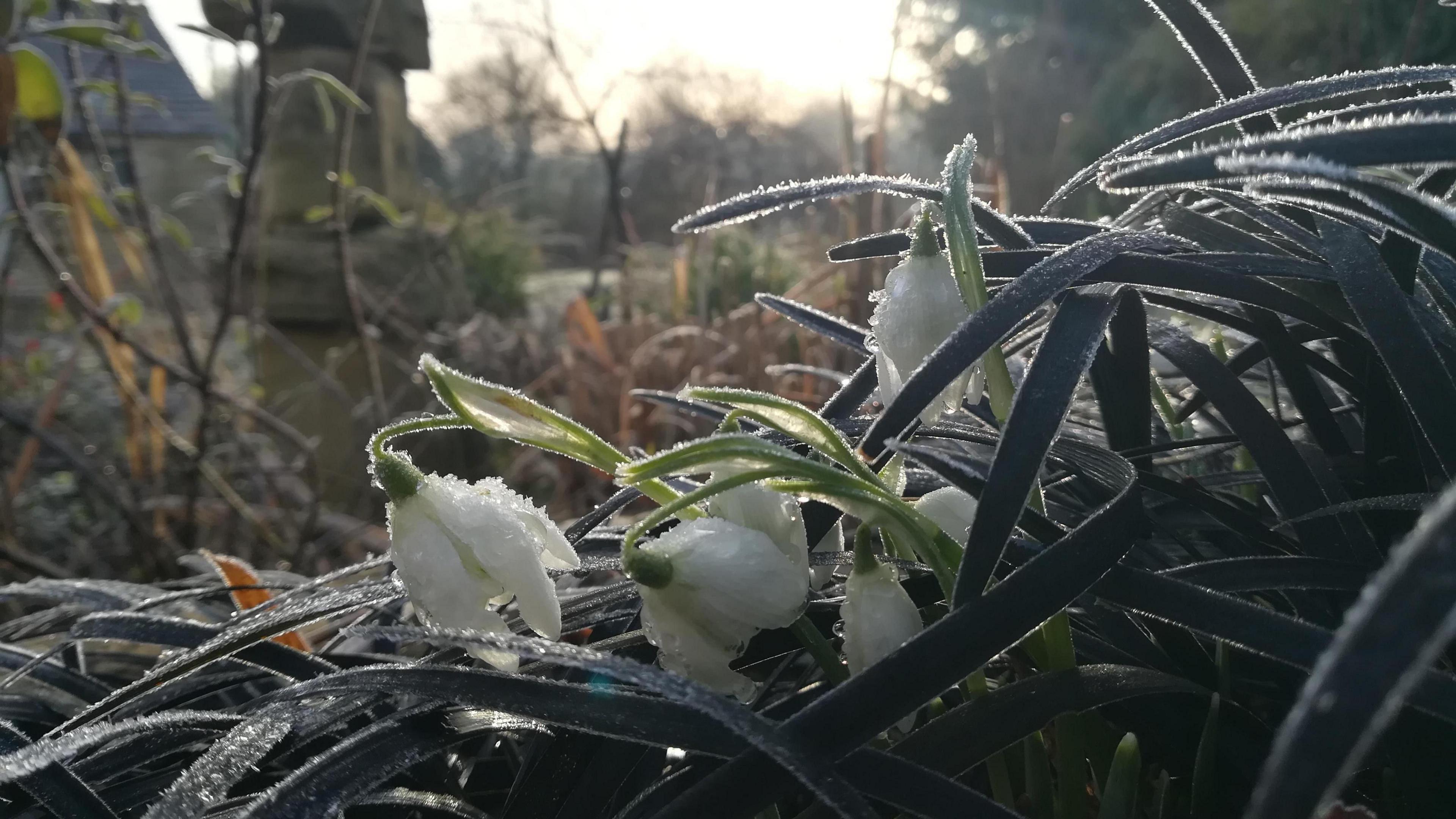 A frosty plant in the forefront with a blurred background where you can just make out some stones towering up.