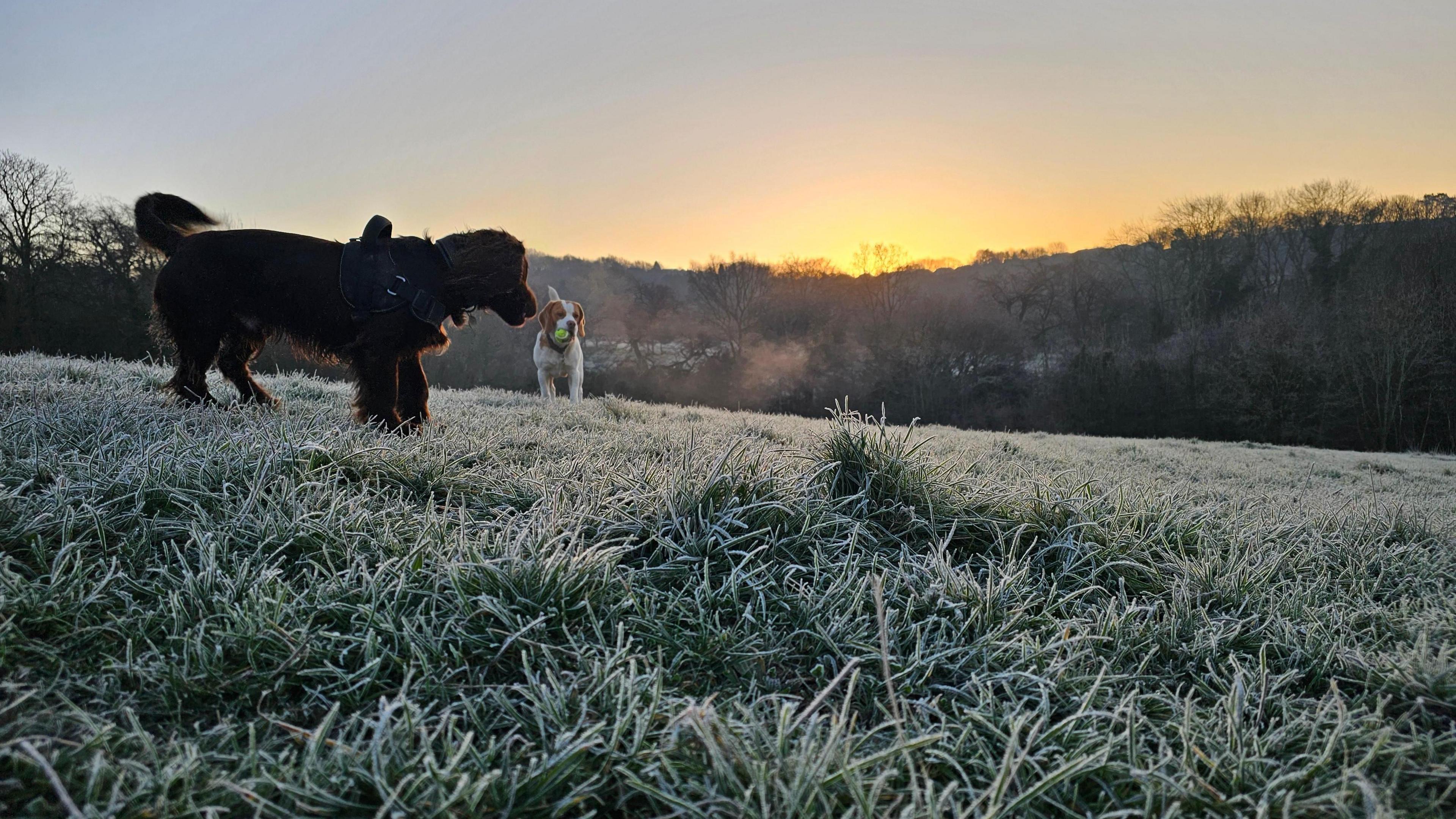 Two dogs stand on frosty grass in the countryside. The nearer dog has black fur and a collar while a white and brown furred dog has a green ball in its mouth behind the first. Trees roll away in the distance.