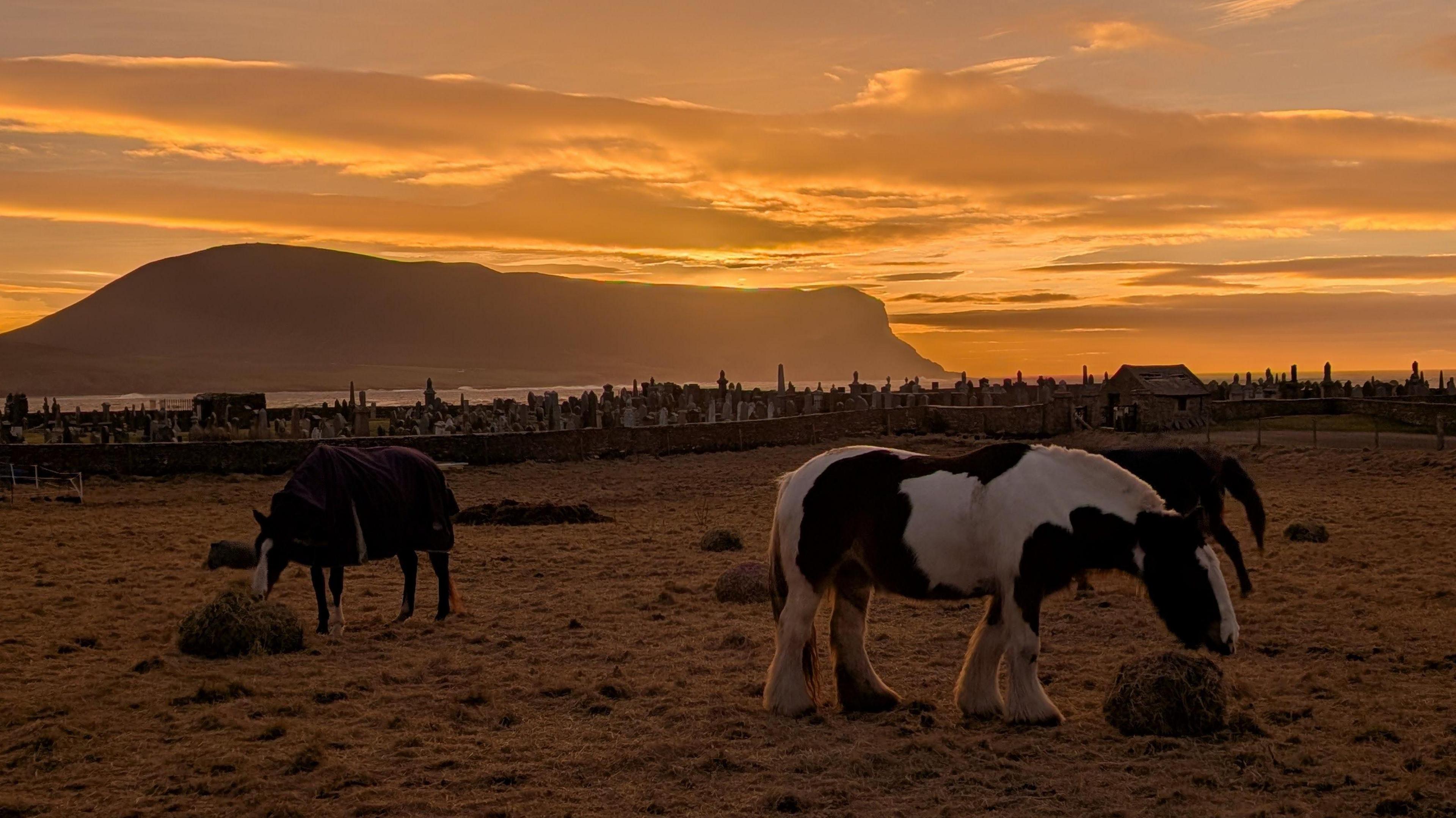 Three horses grazing in a field in front of an orange sunset. One of the horses is white with black patches while the other two appear to be brown. 